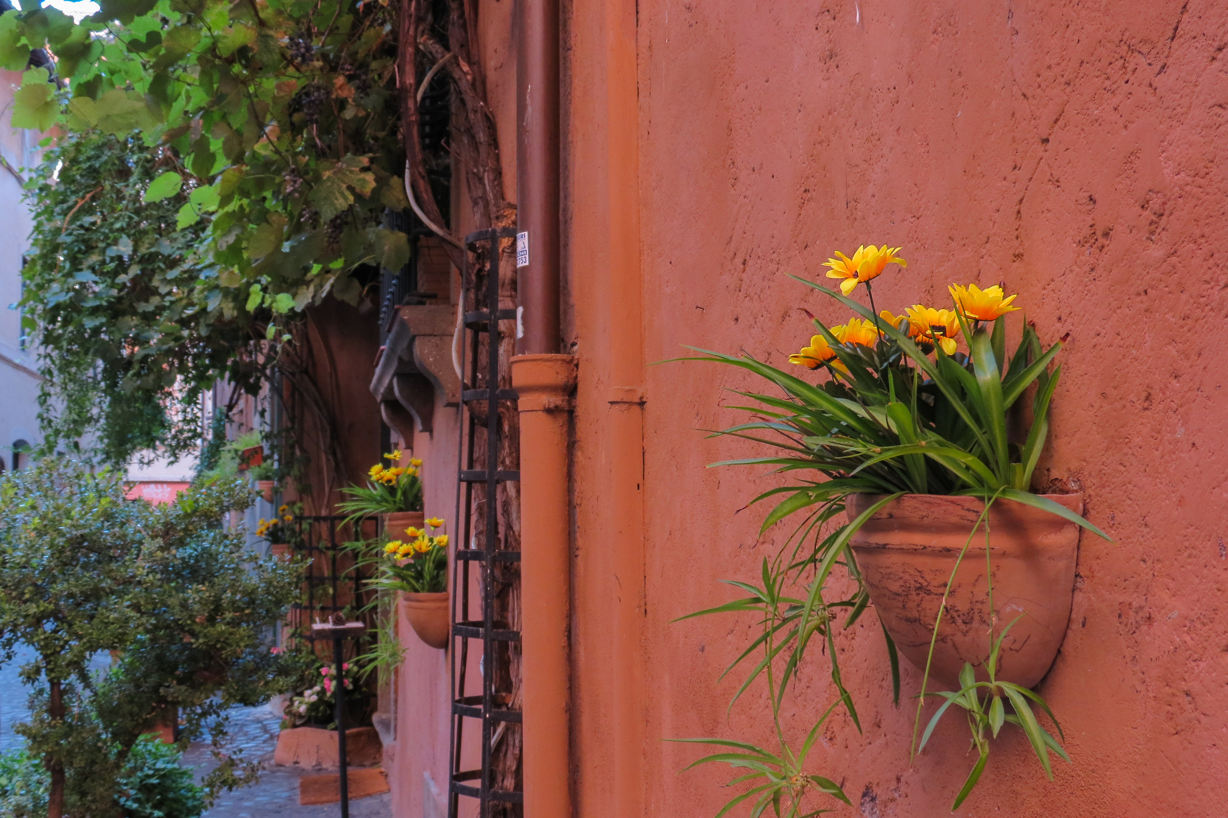 Flowers in the alleys