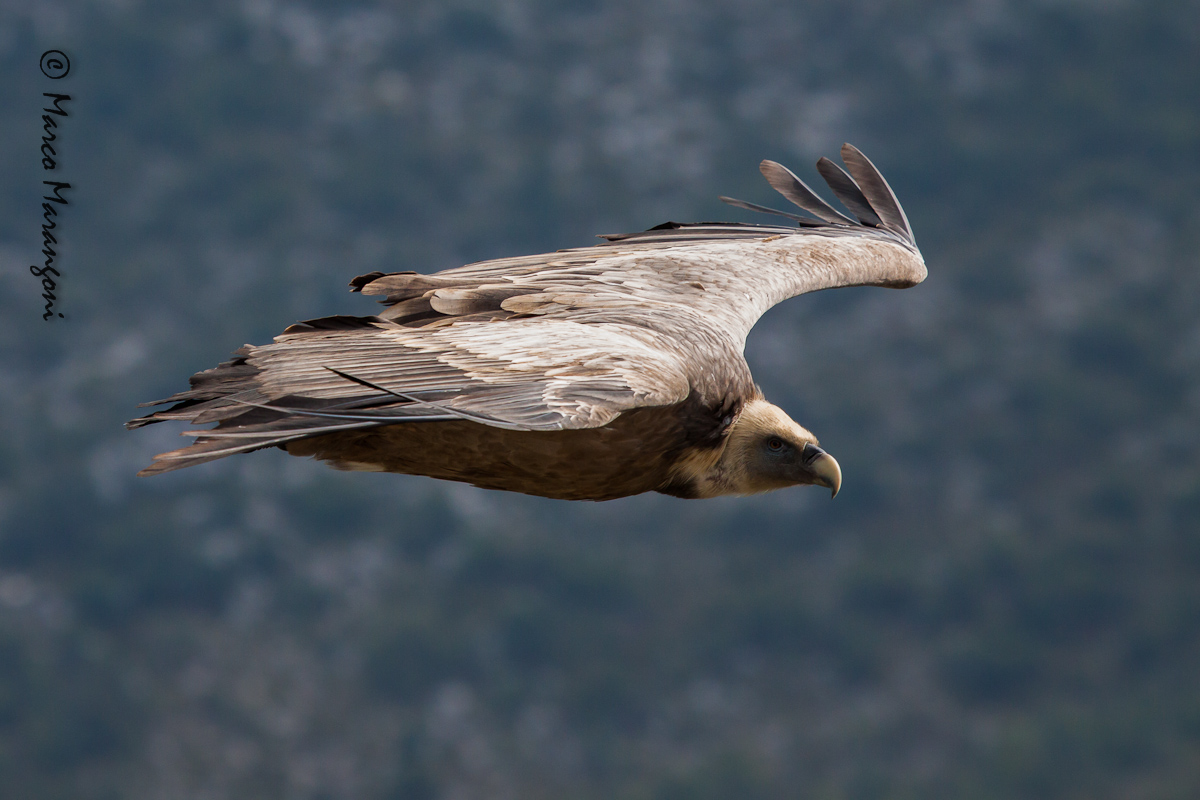 grifone - settembre 2012 - Verdon