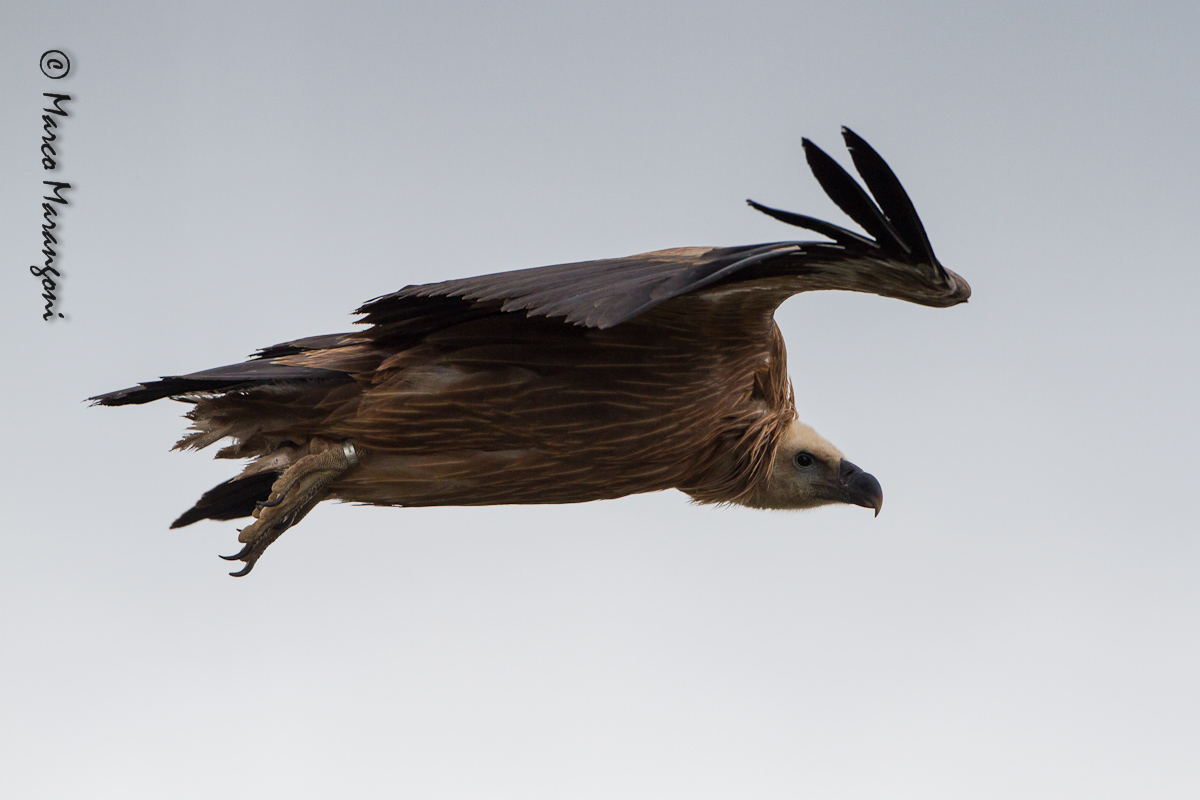 grifone - settembre 2012 - Verdon