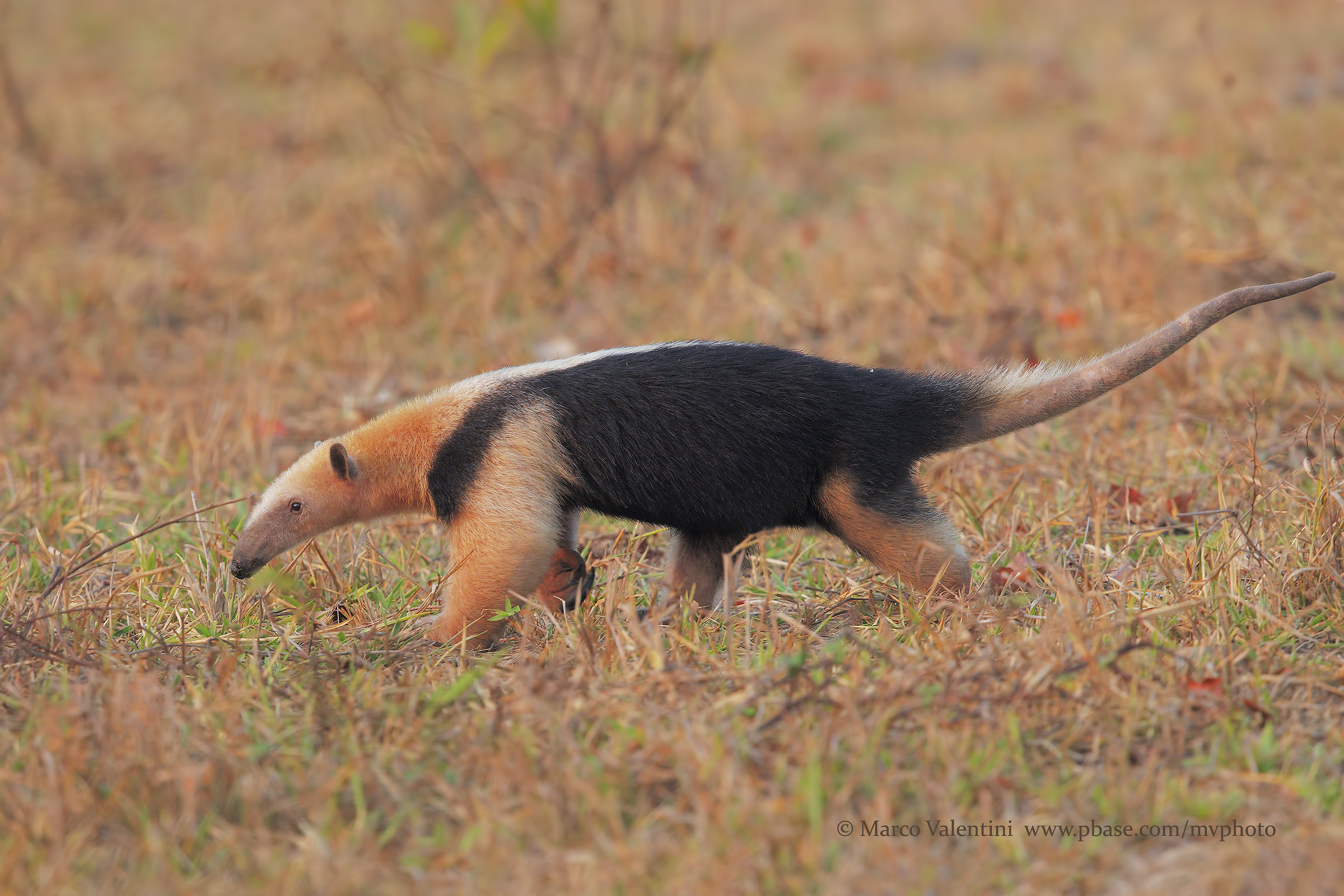 Tamandua a passeggio