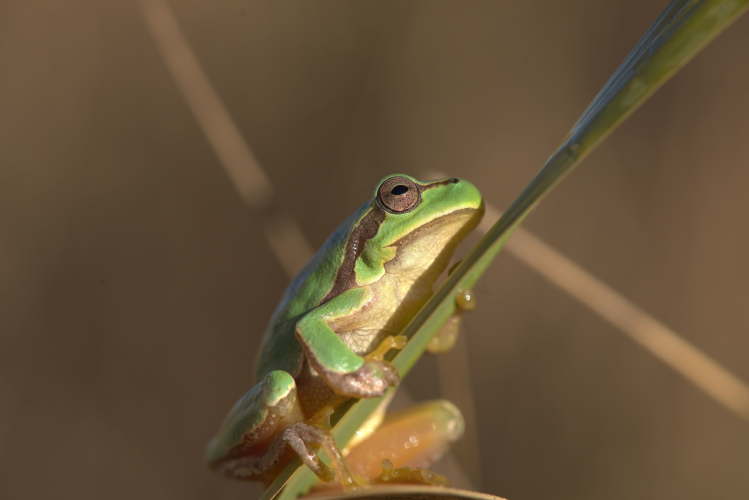 treefrog
