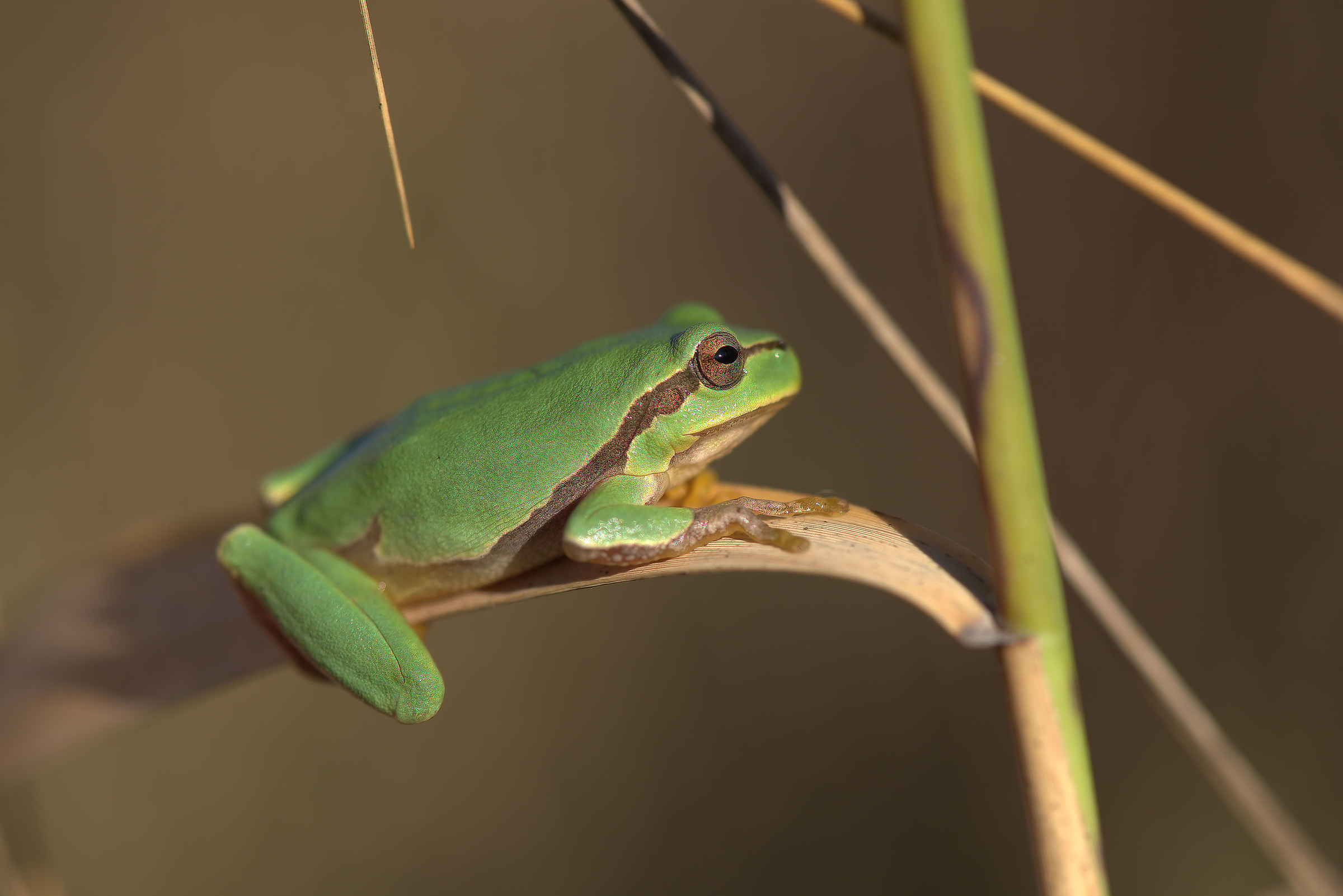treefrog