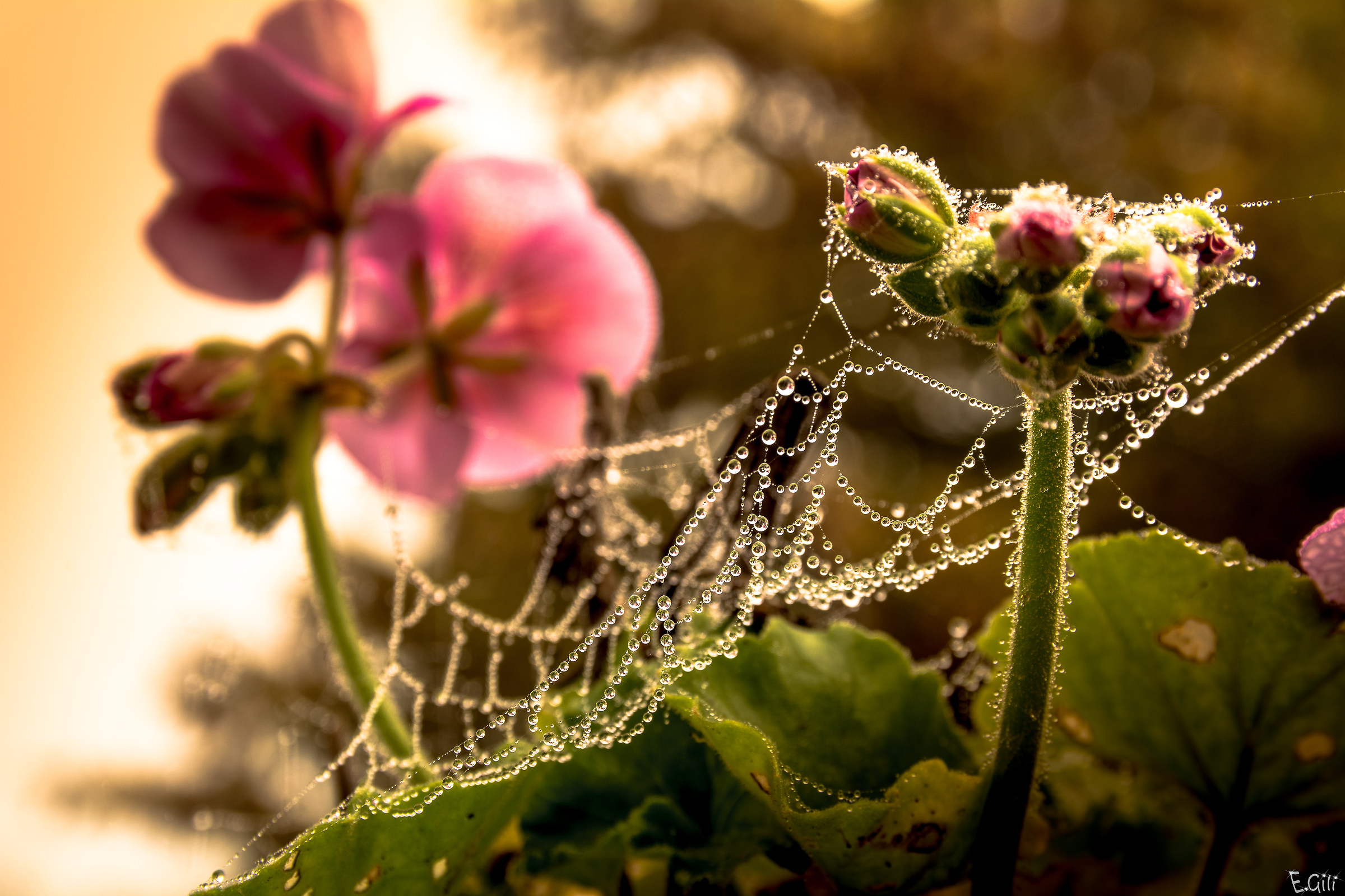 Dew spider web and flower