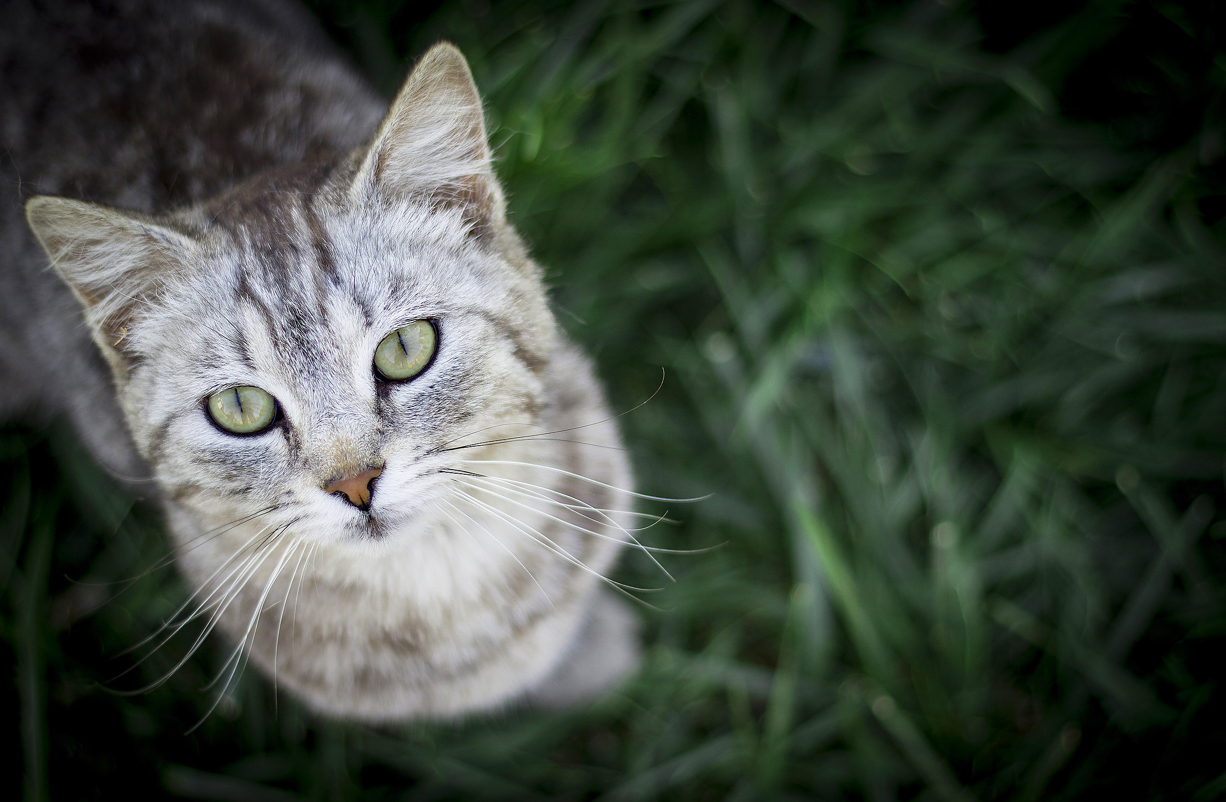 Thor il gatto guerriero