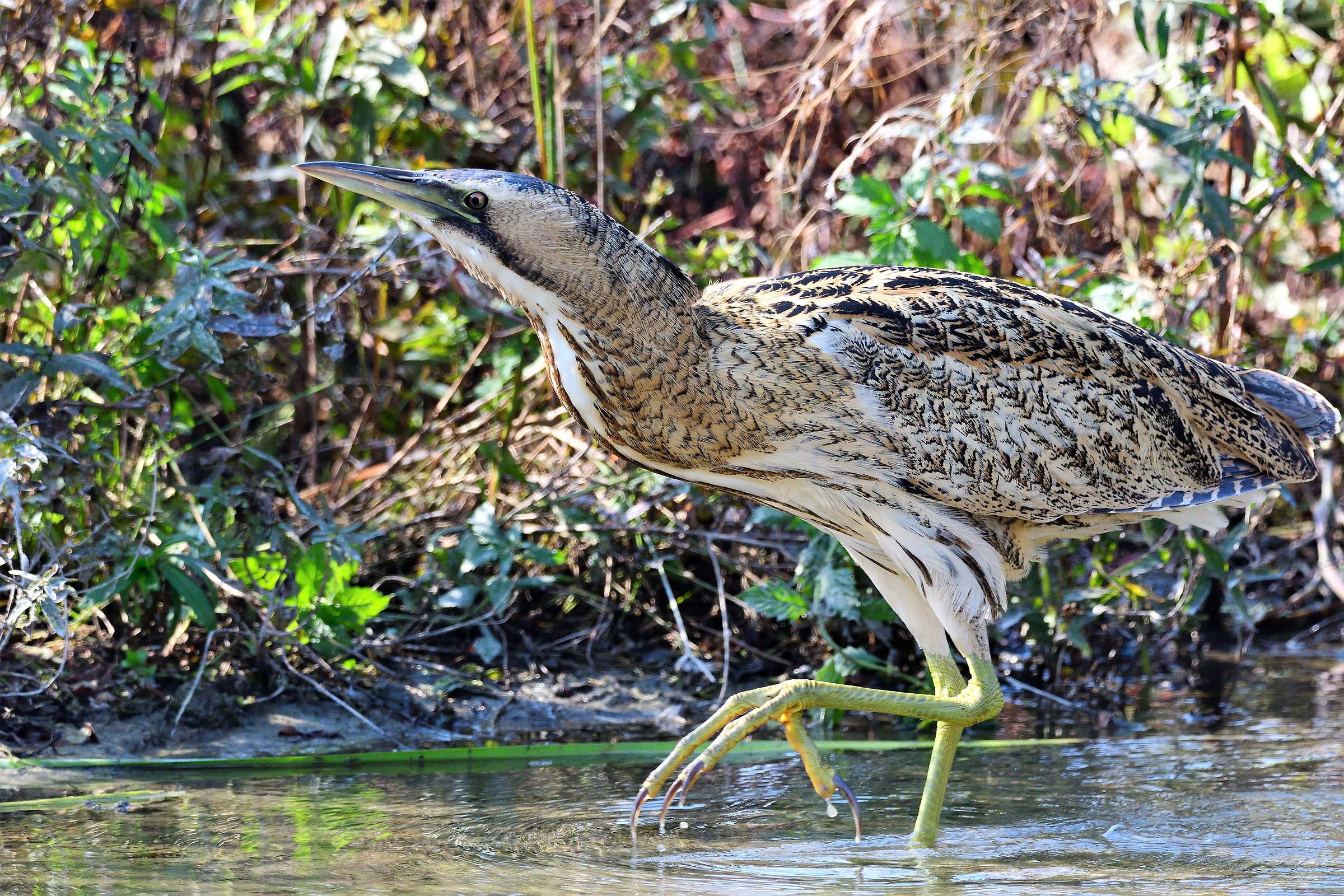 bittern
