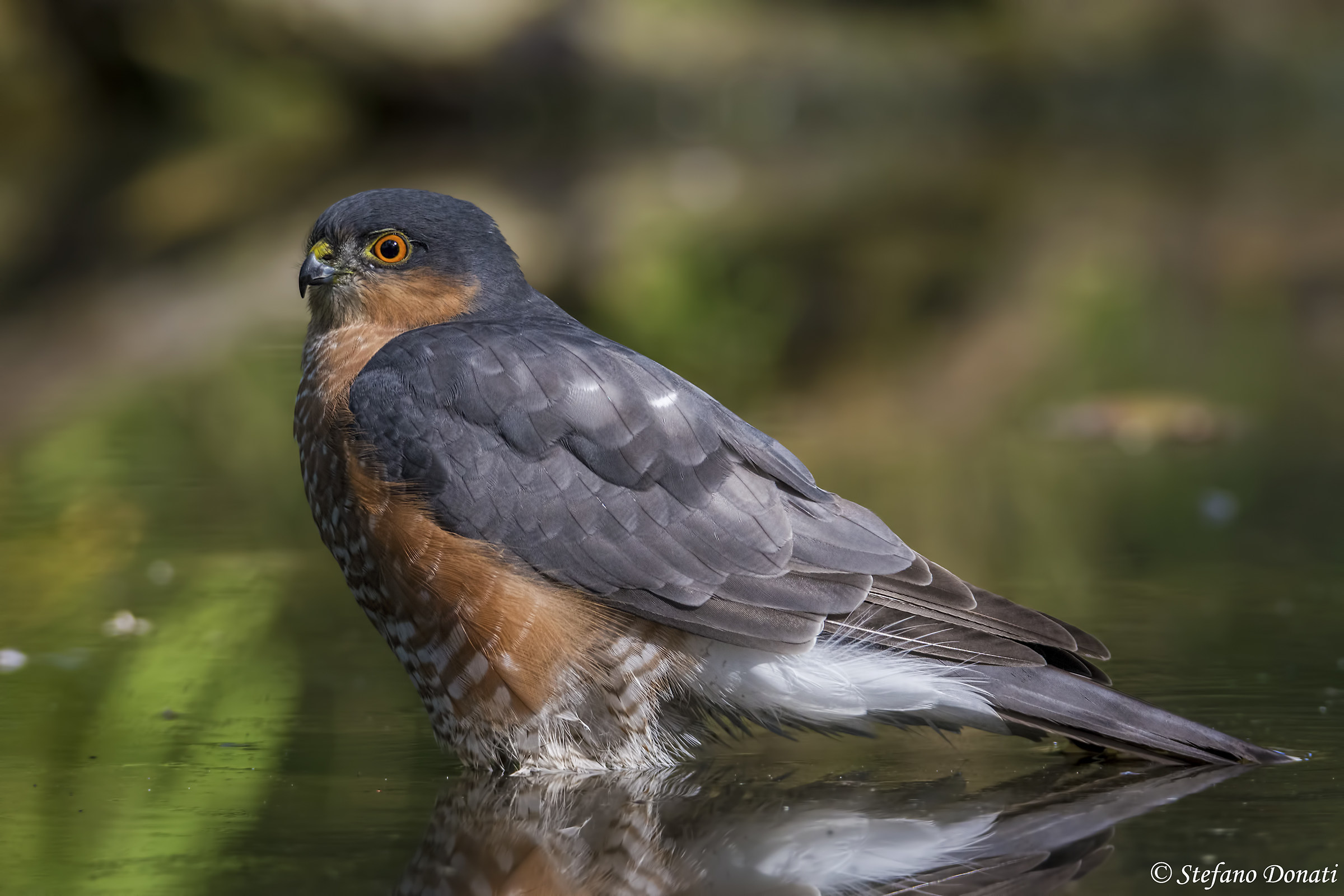 Sparrowhawk