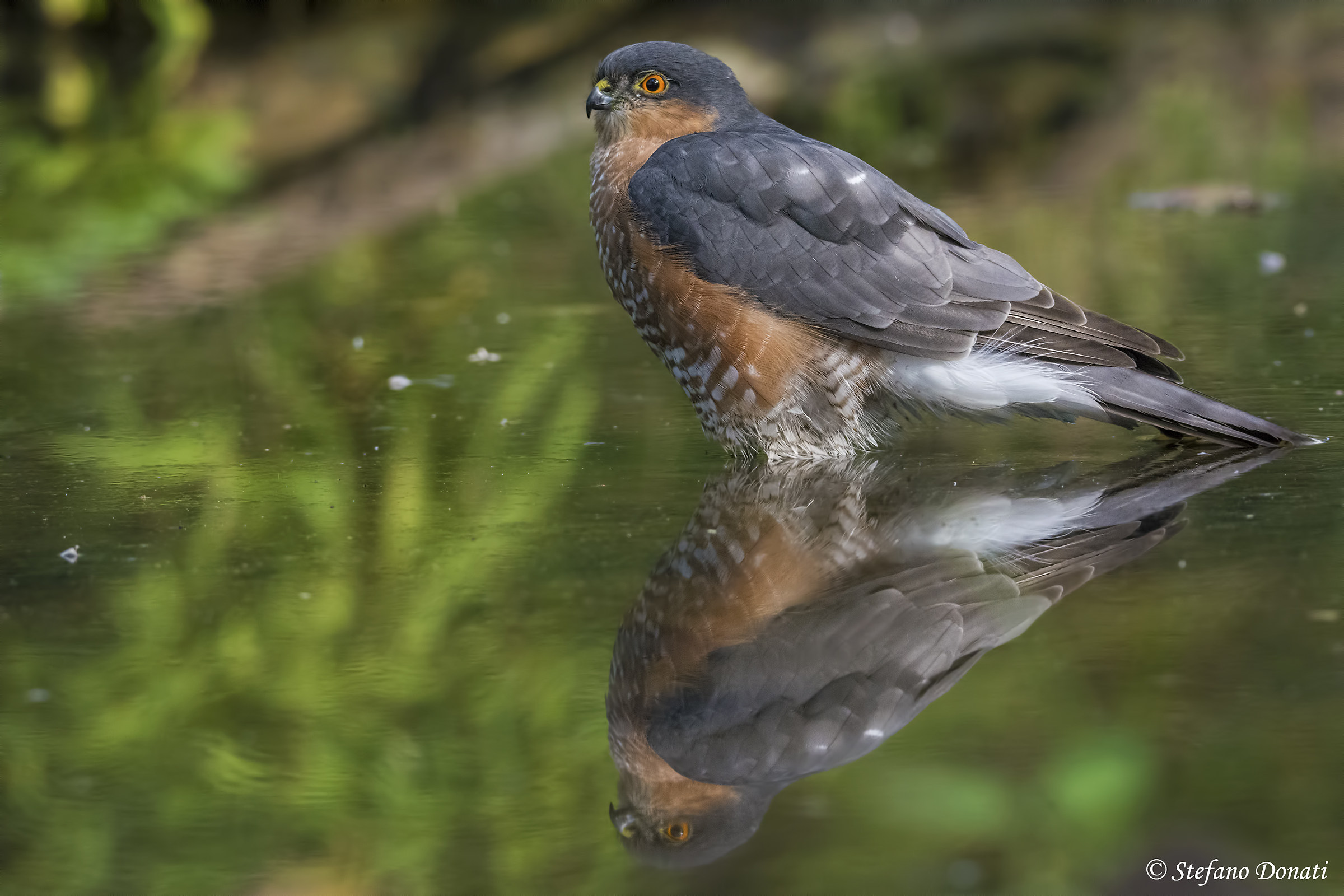 Sparrows in the mirror