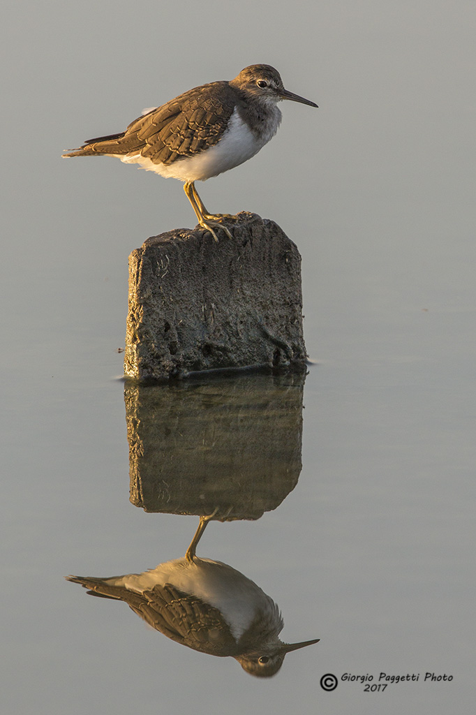 Riflesso di Piro Piro