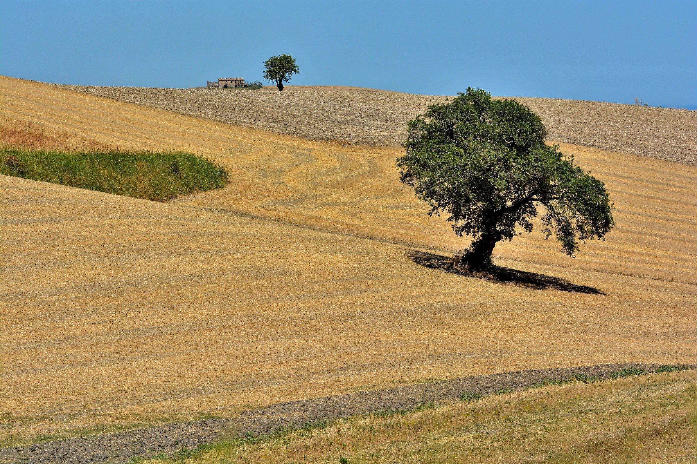 Latest Summer Scallions