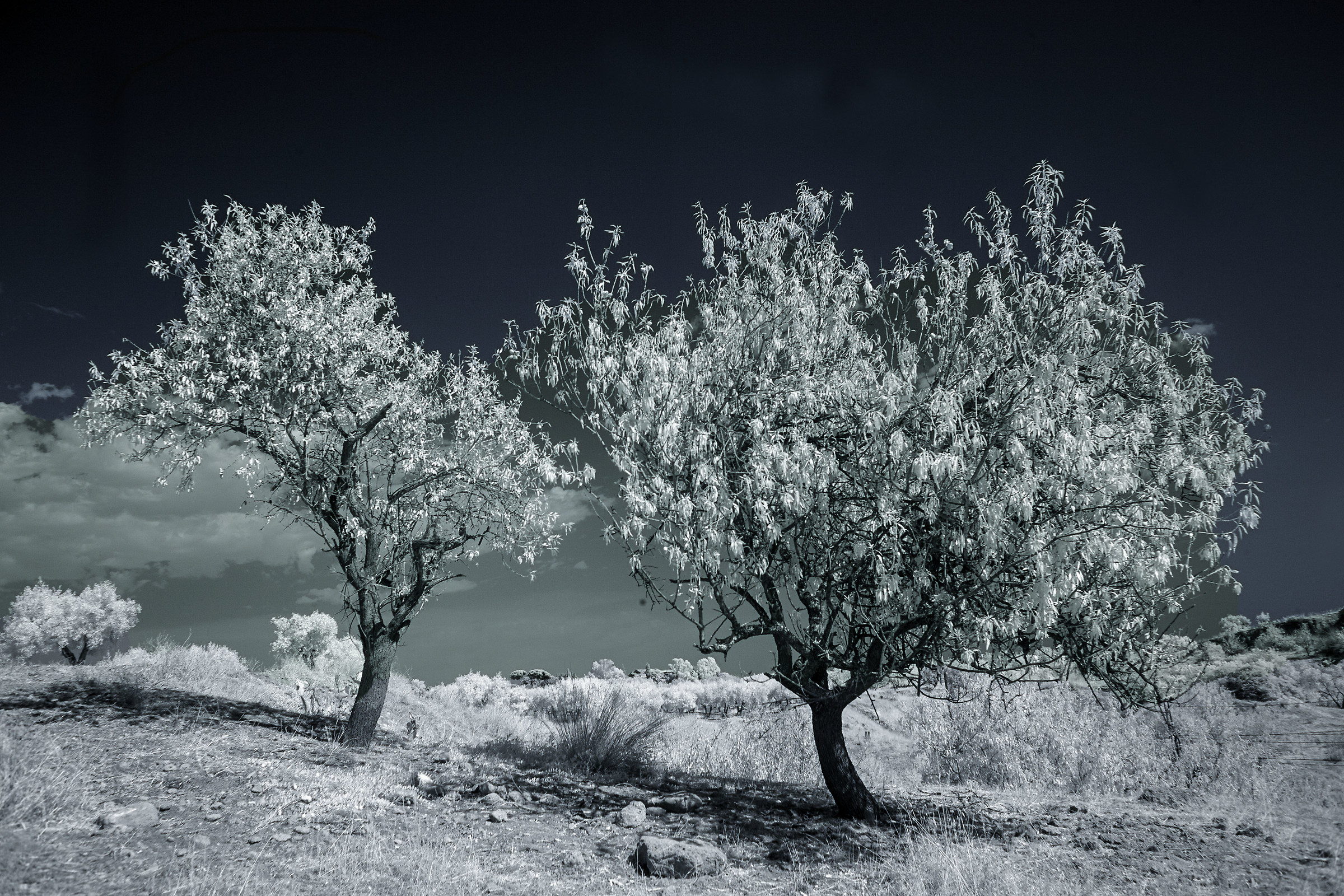 Mandorli all'Infrarosso