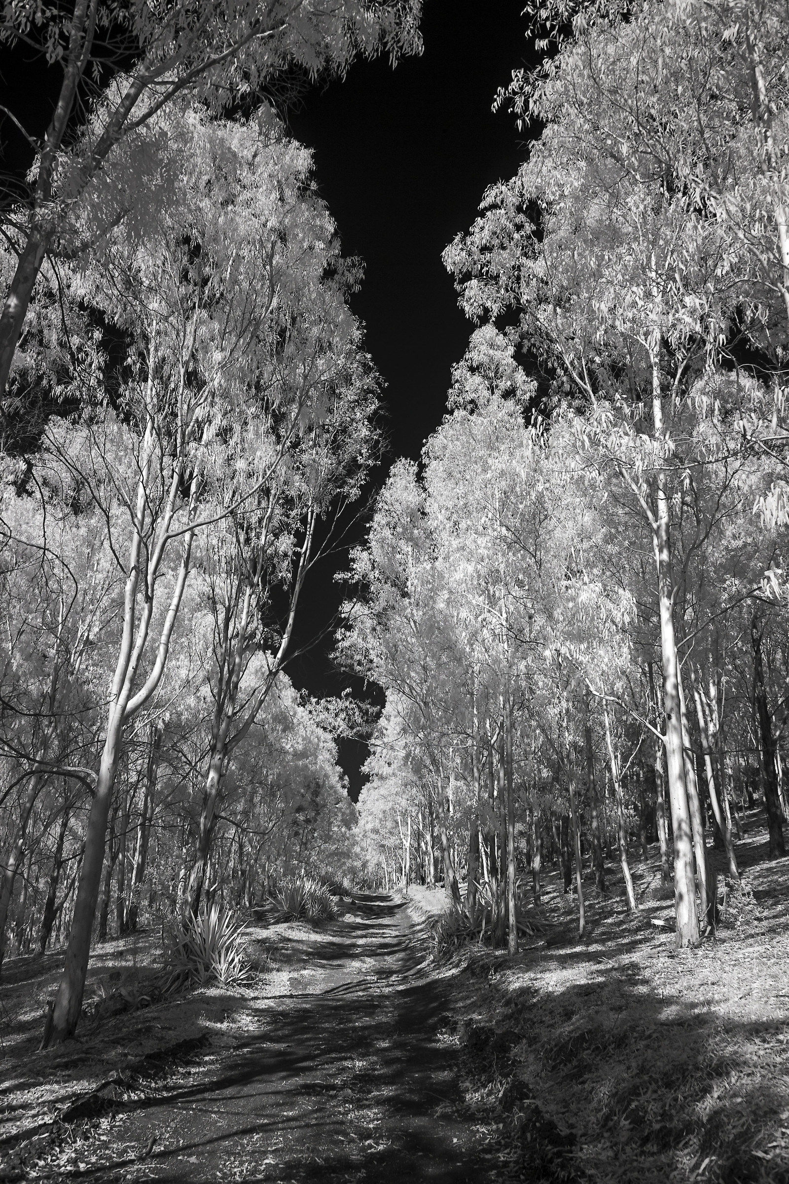 Boscaglia agrigentina