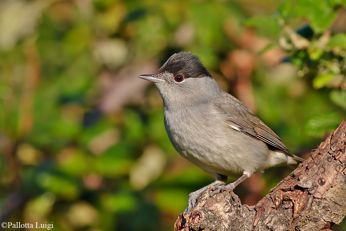 Capinera (Sylvia atricapilla)