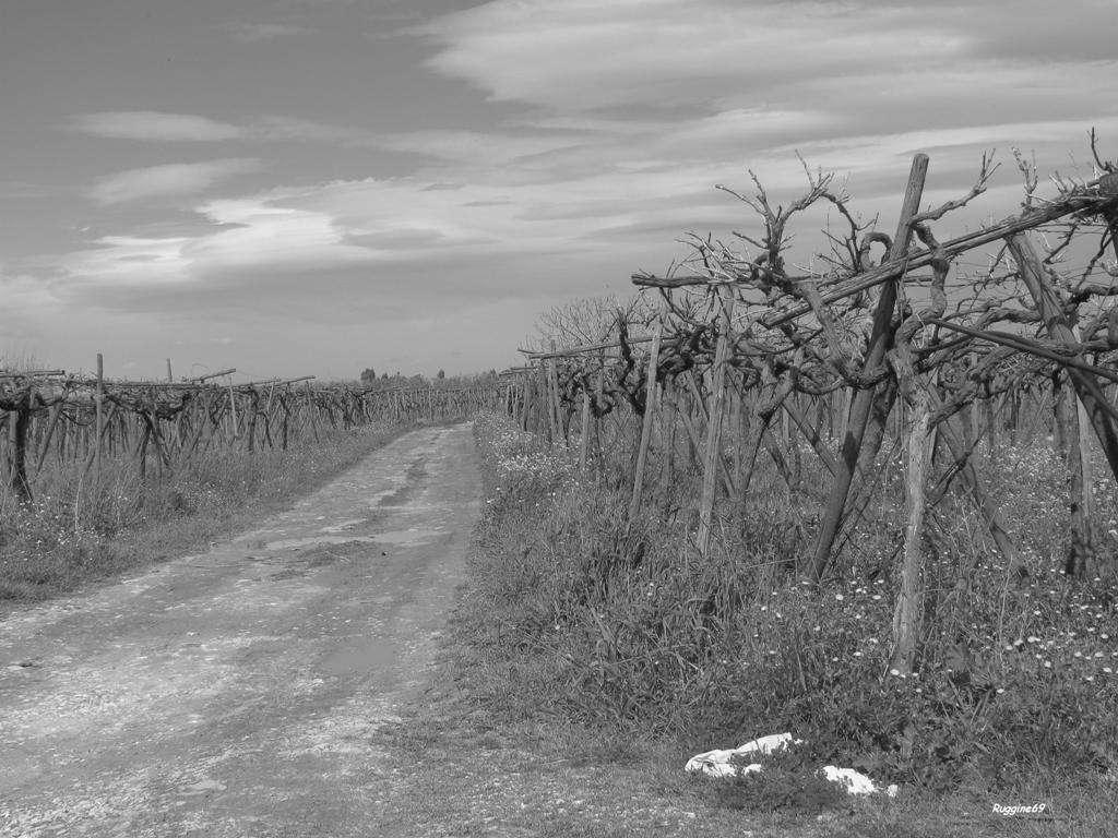 La lunga strada del vino