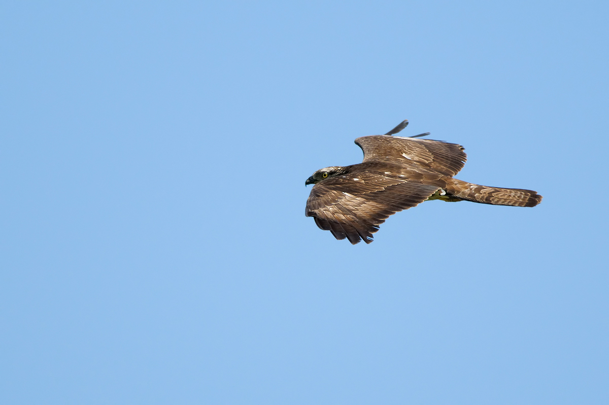 Falco pecchiaiolo ( Pernis apivorus )