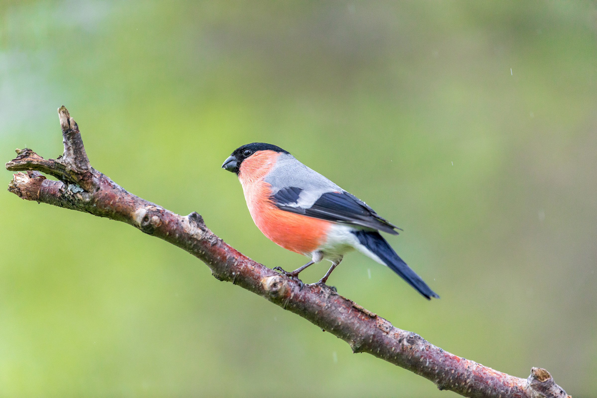 Bullfinch