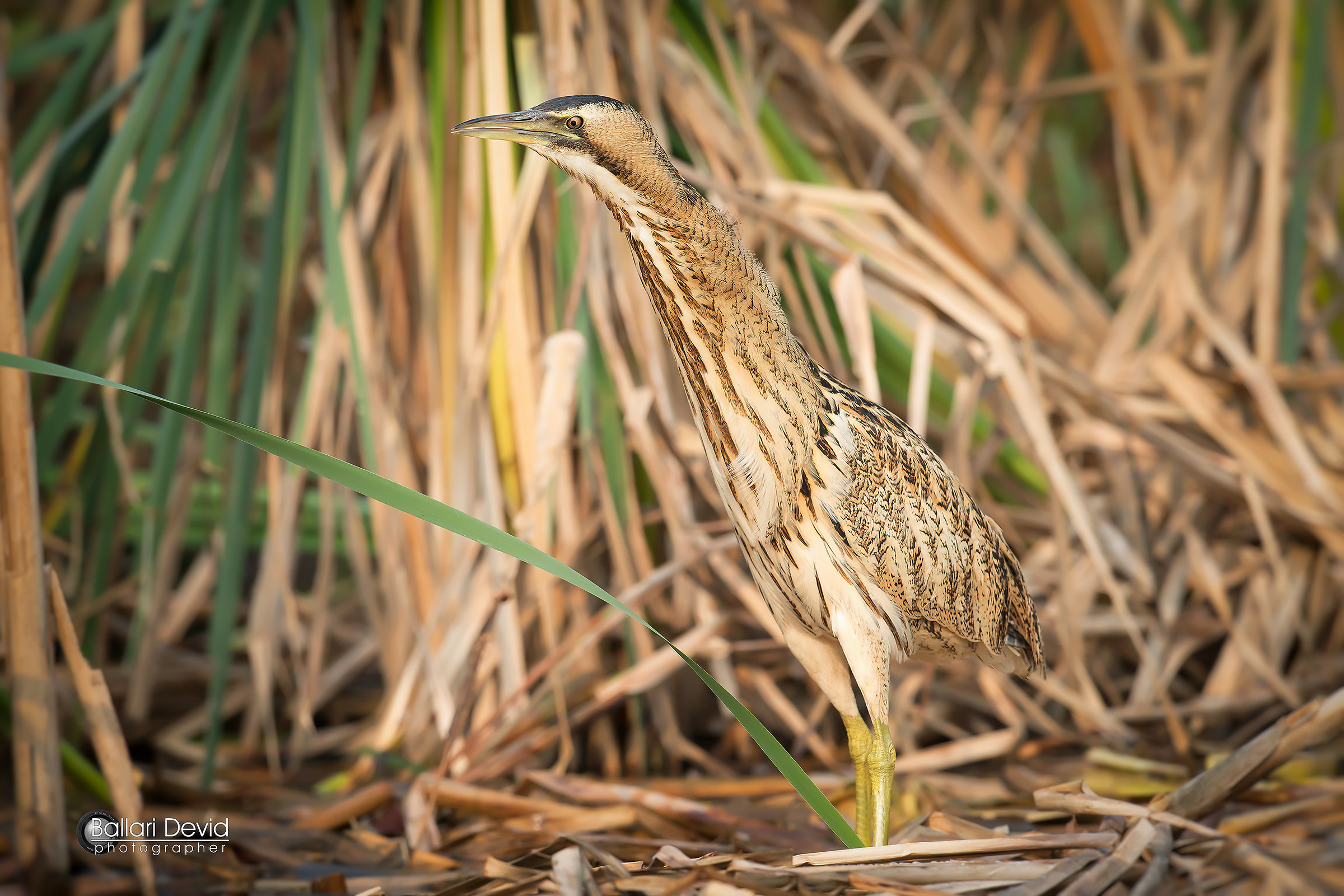 bittern