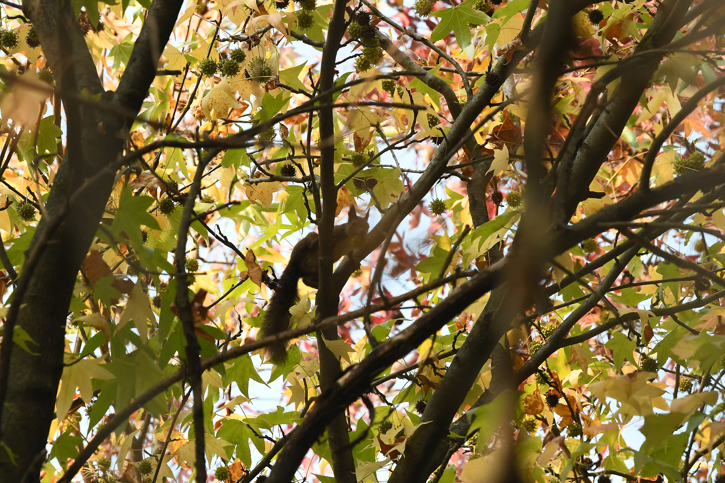 Squirrel with fruit