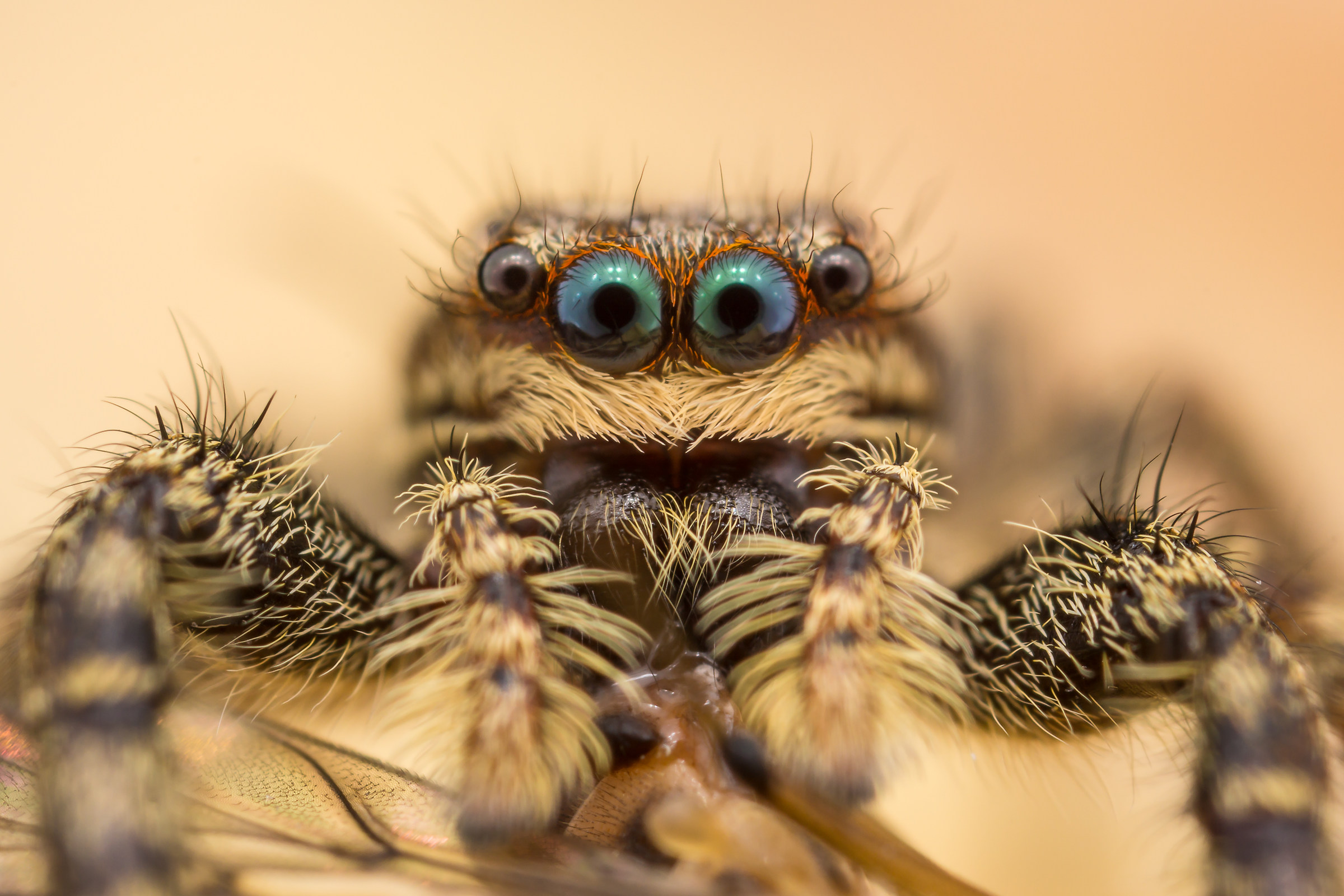 Marpissa muscosa female eating a little fly