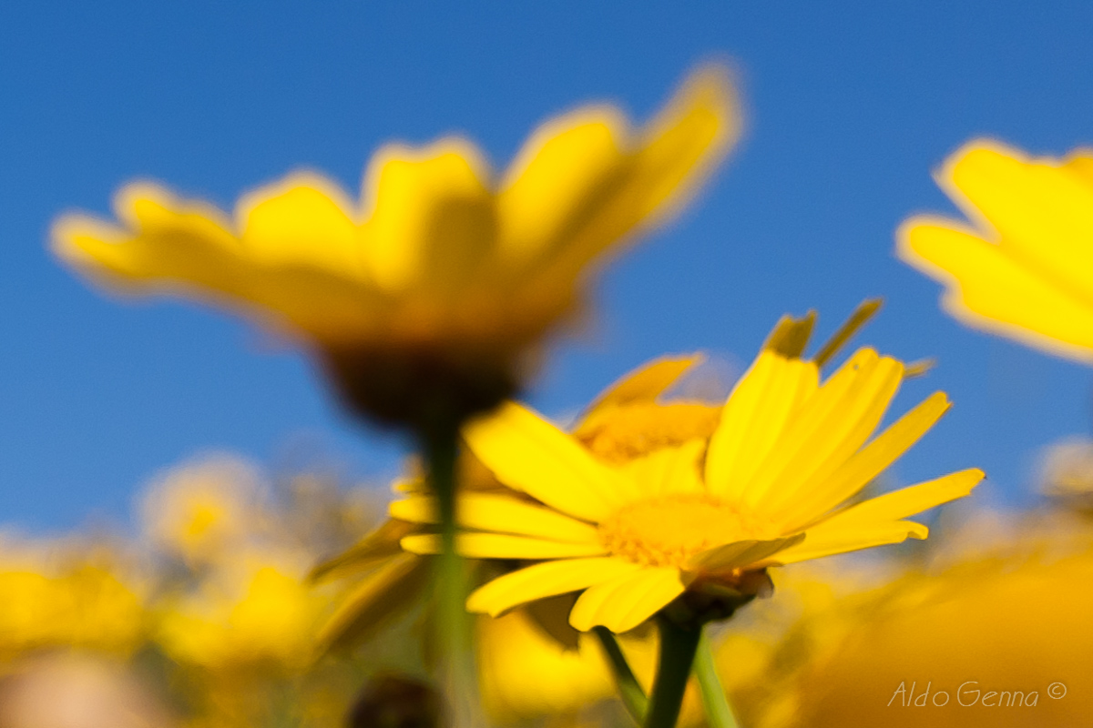 Margherite gialle