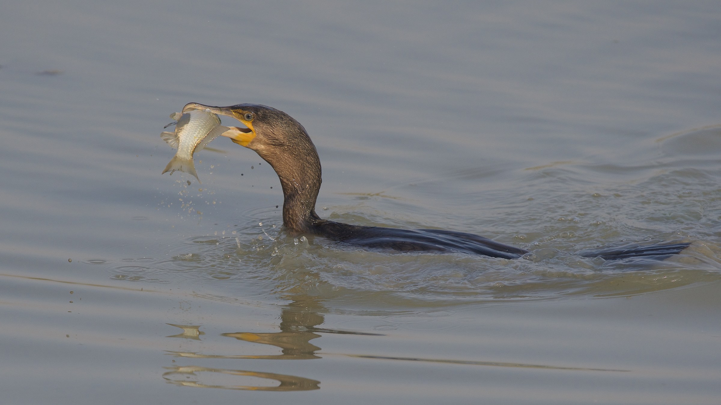 cormorant