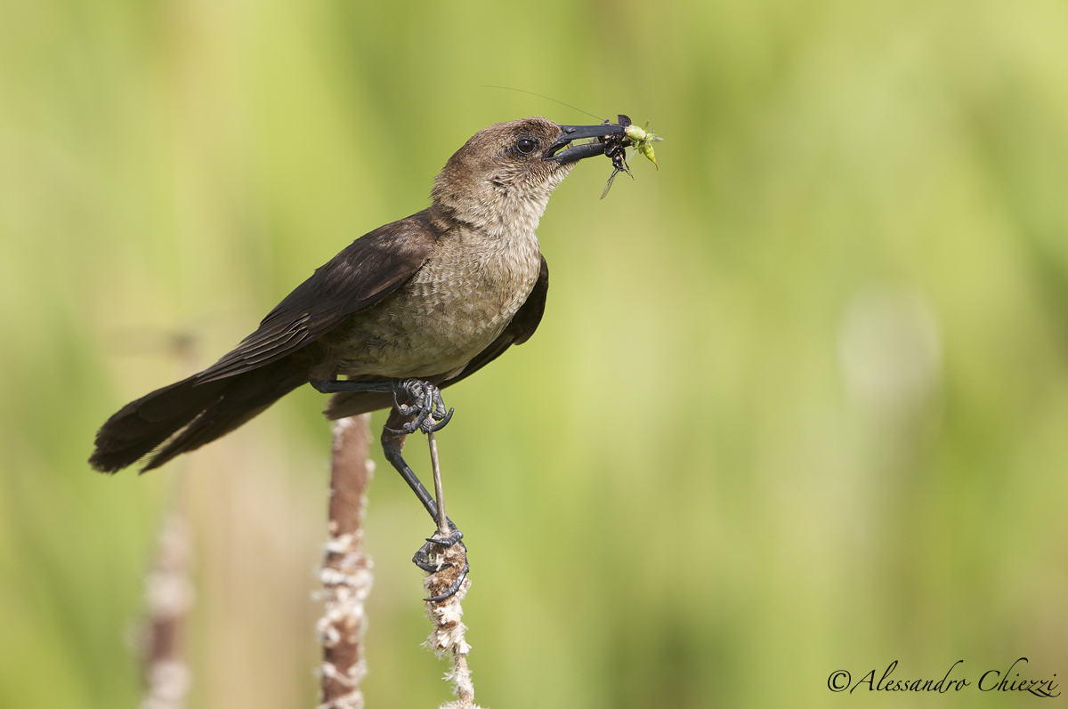 Chough American General