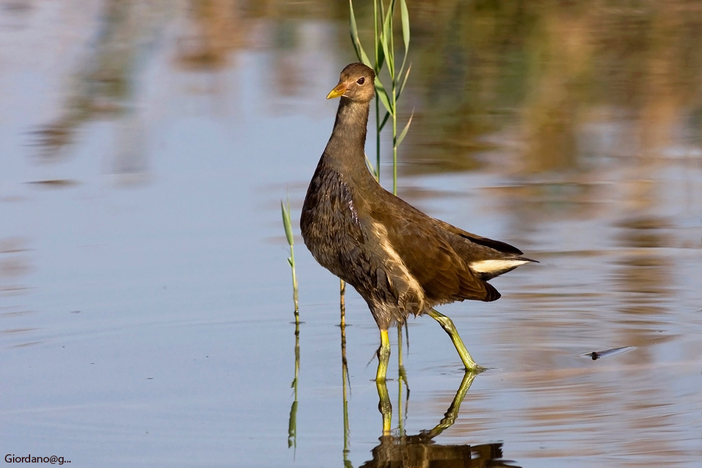Gallinella d'acqua
