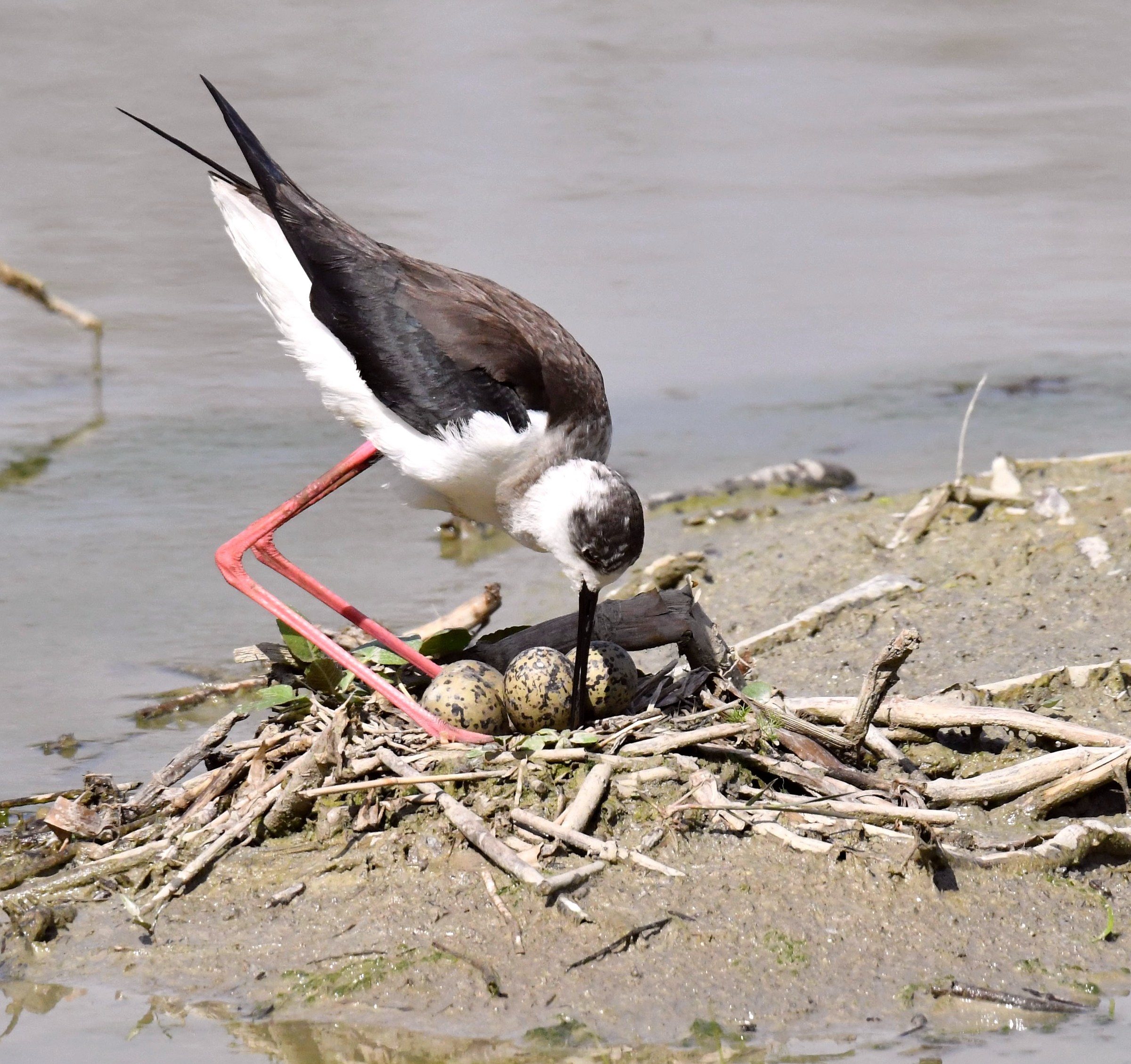 I keep them cared for