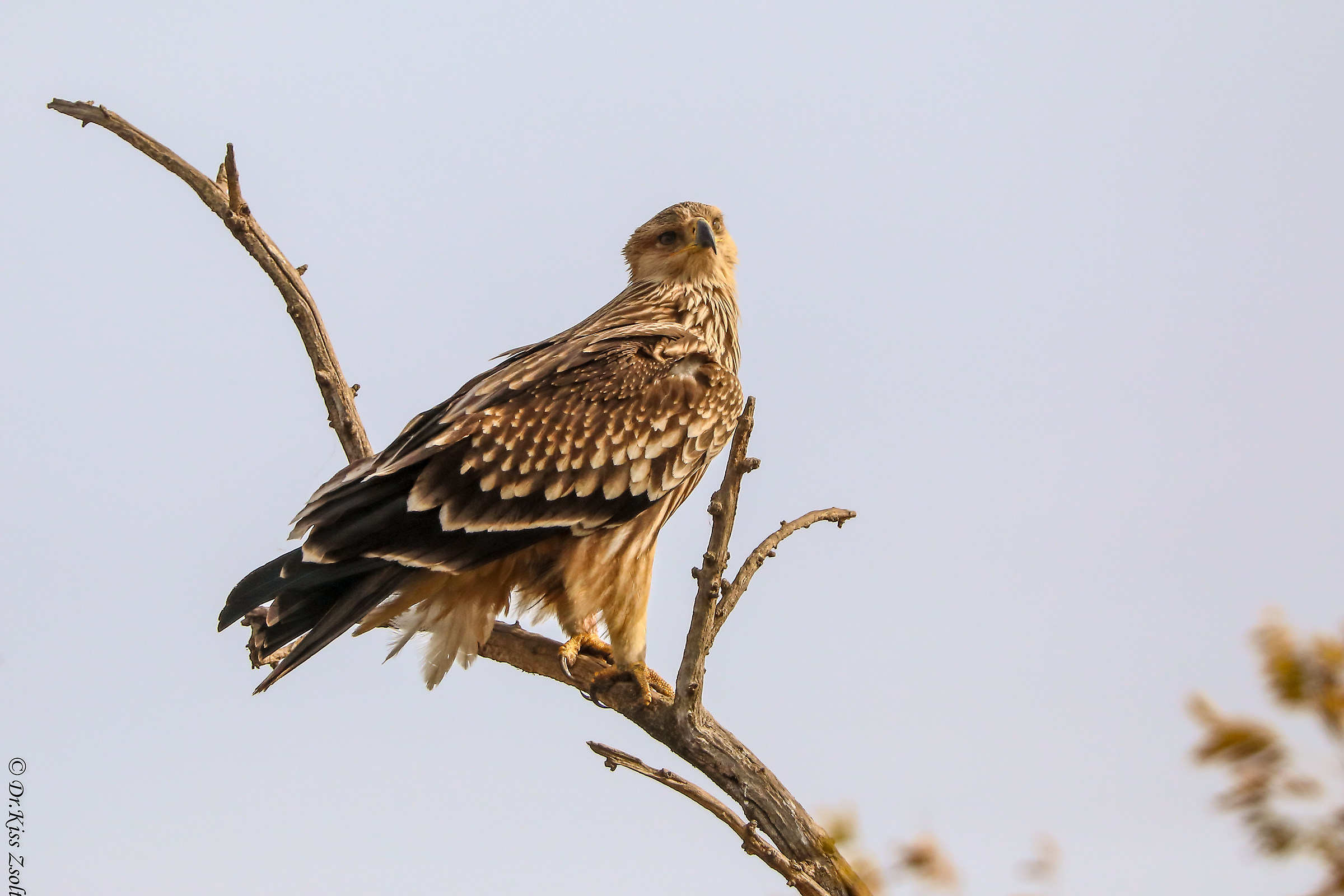 Aquila imperiale giovanile