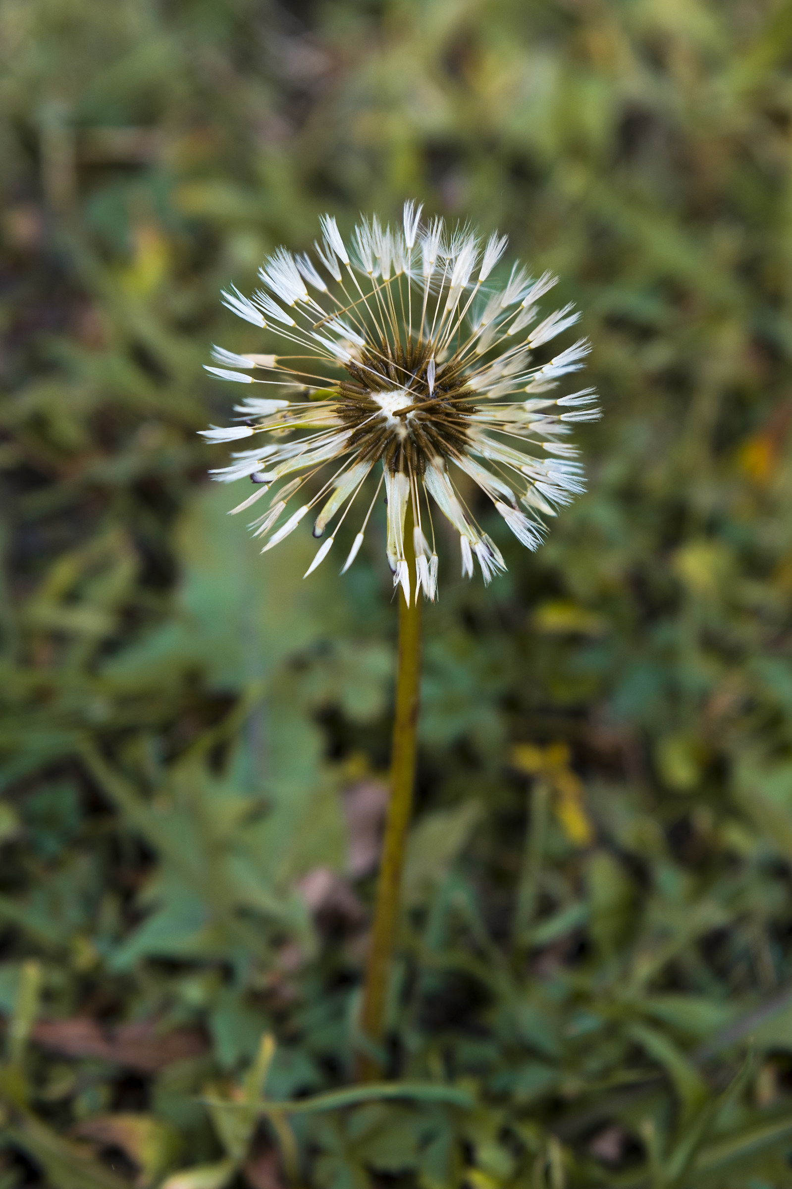 L'ultimo soffione...