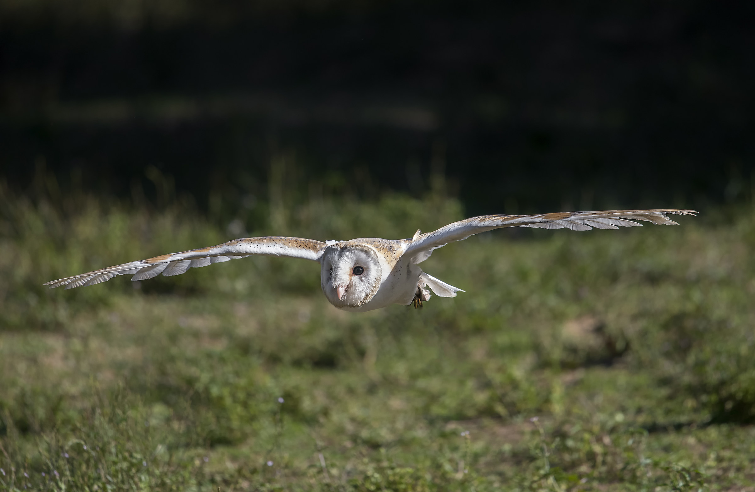 Barn Owl