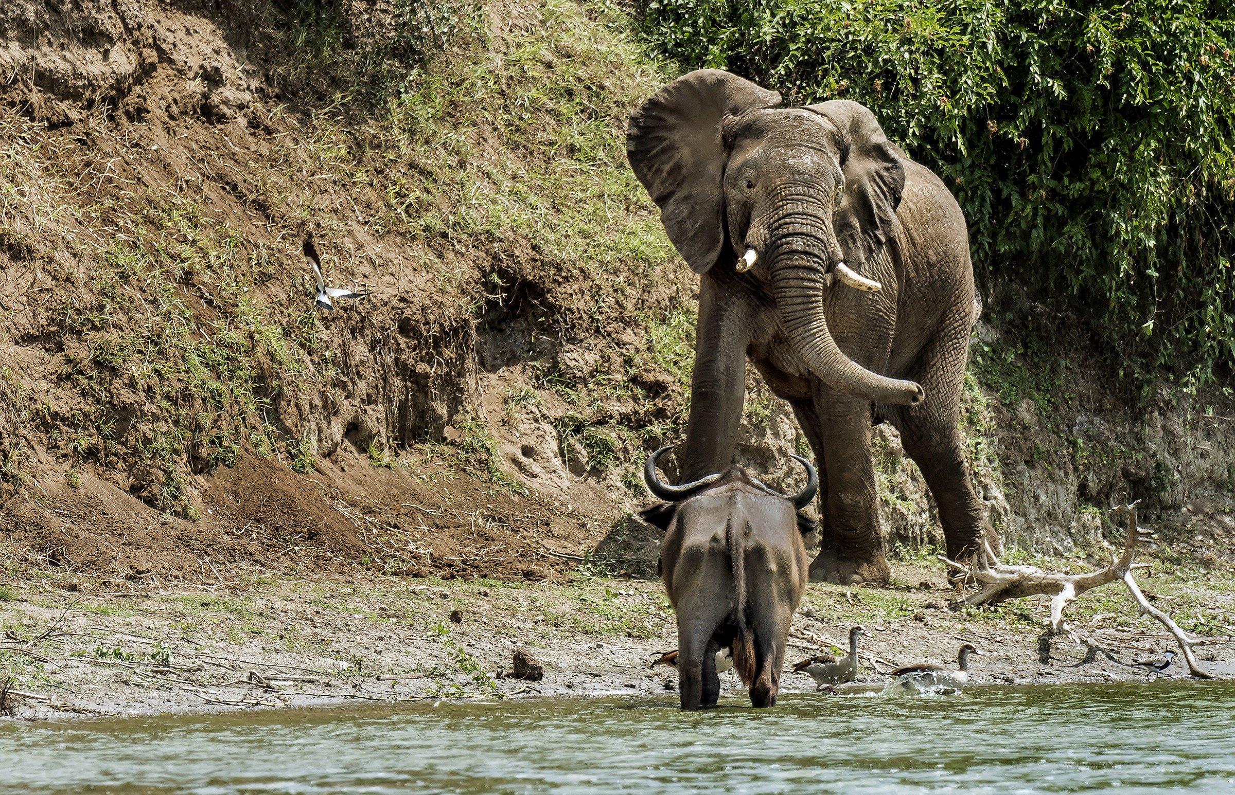 Compare to the Kazinga chanel