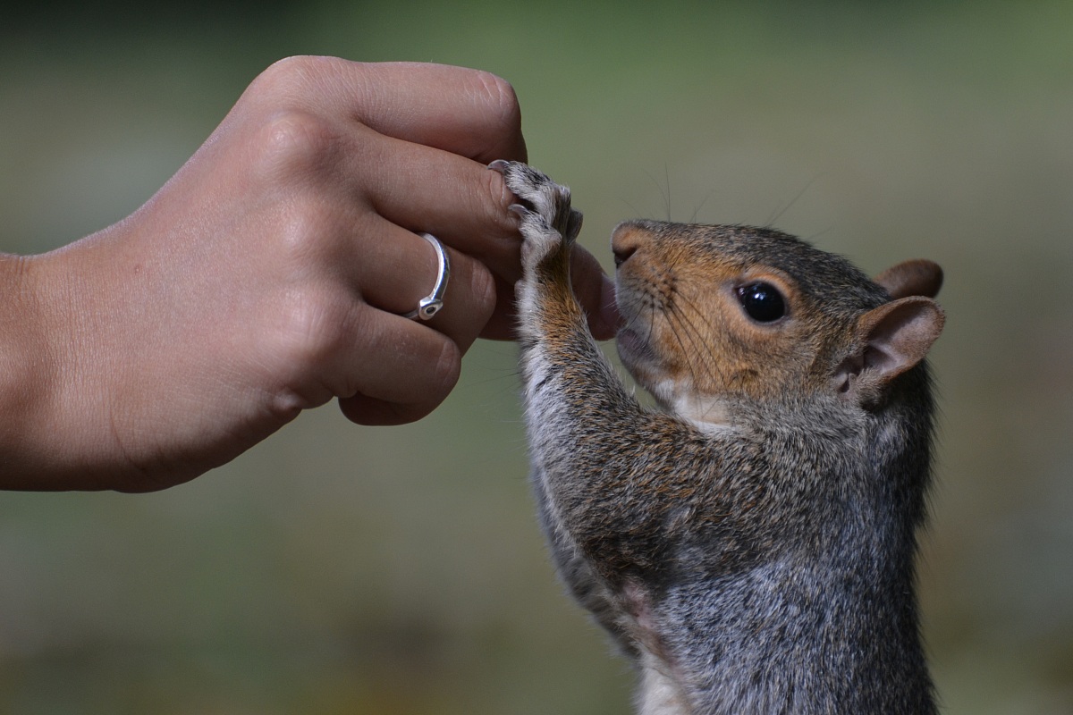 Hand and squirrel ...