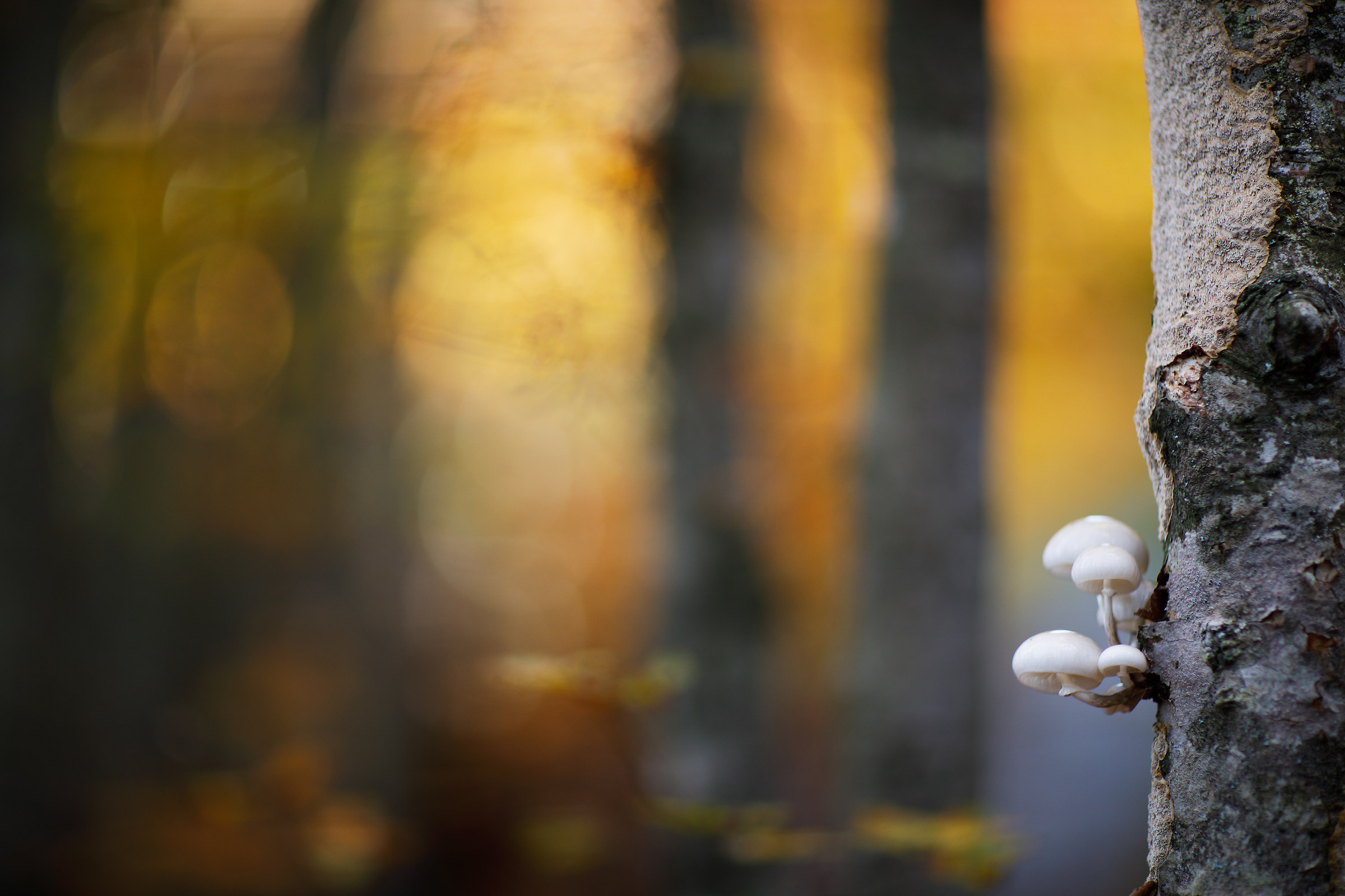 Oudemansiella mucida