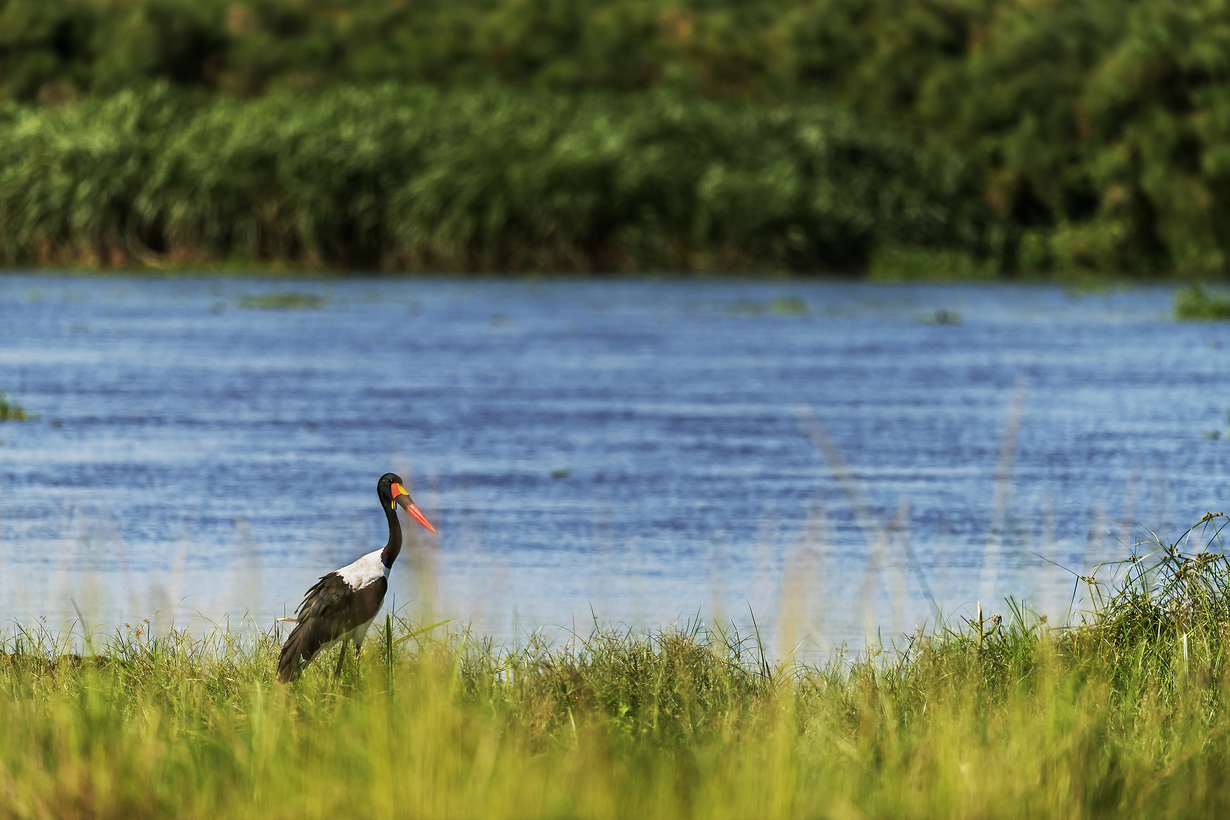 Stacked Stork and Nile Alberto