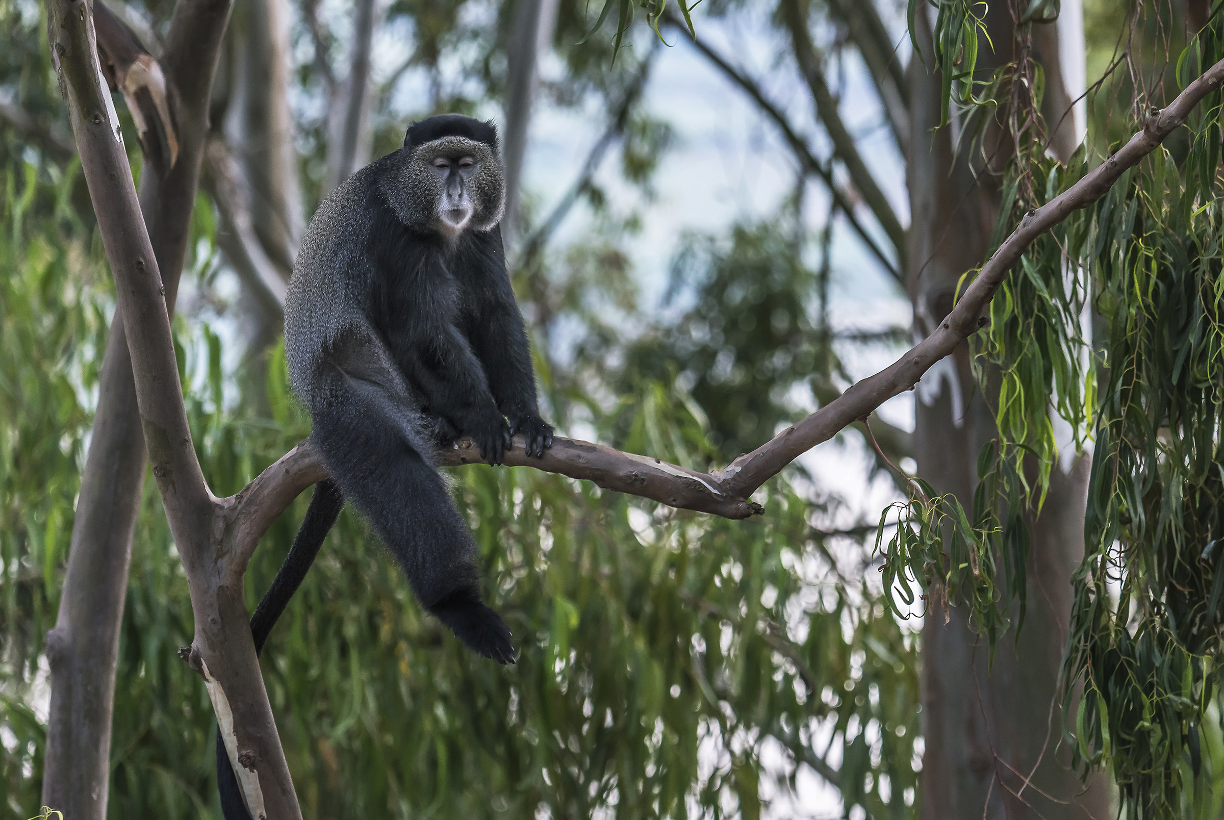 Blue Monkeys - Lake Bunyonyi, Uganda