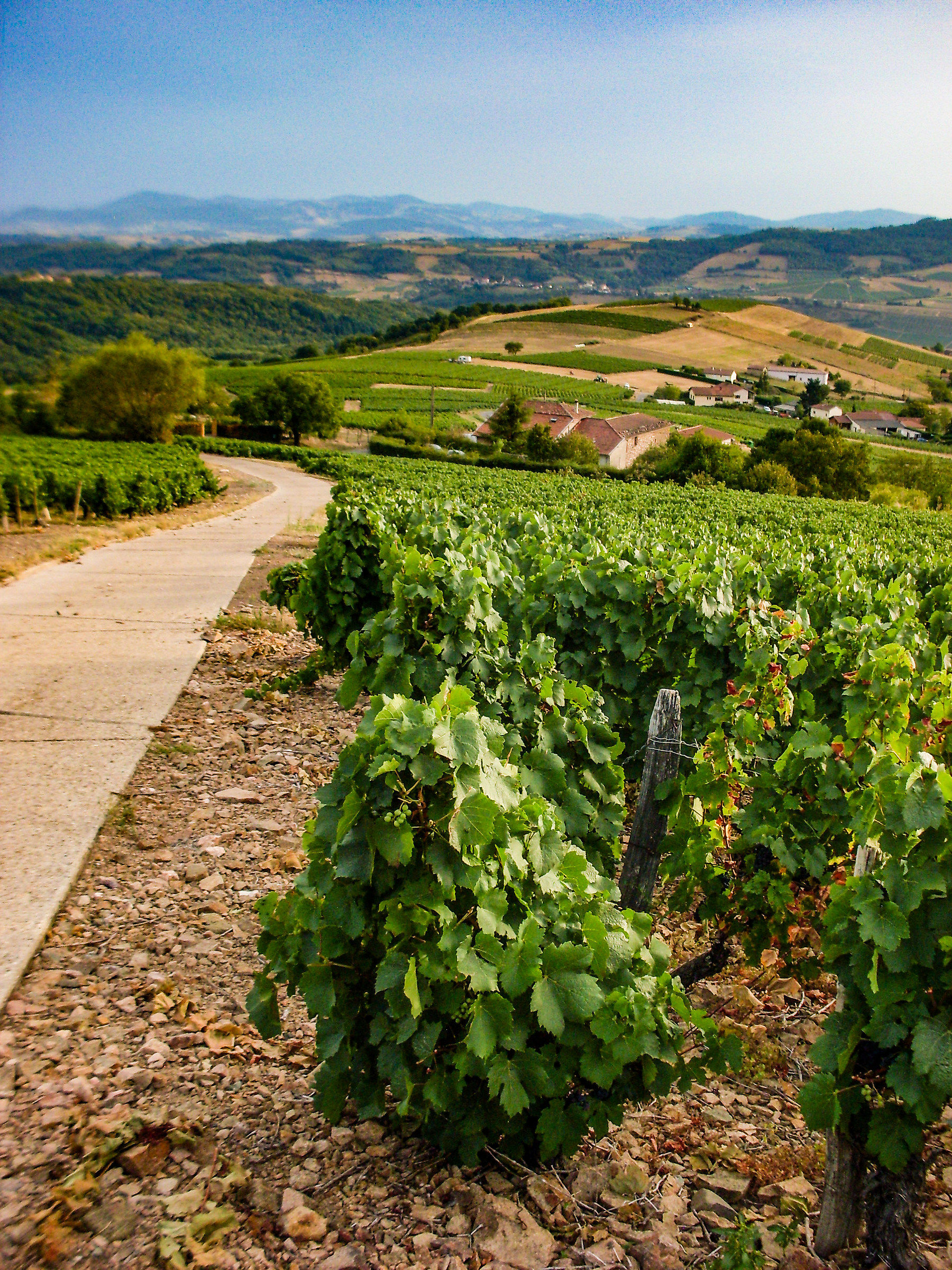Vendemmia 2017. Lètra, lione.