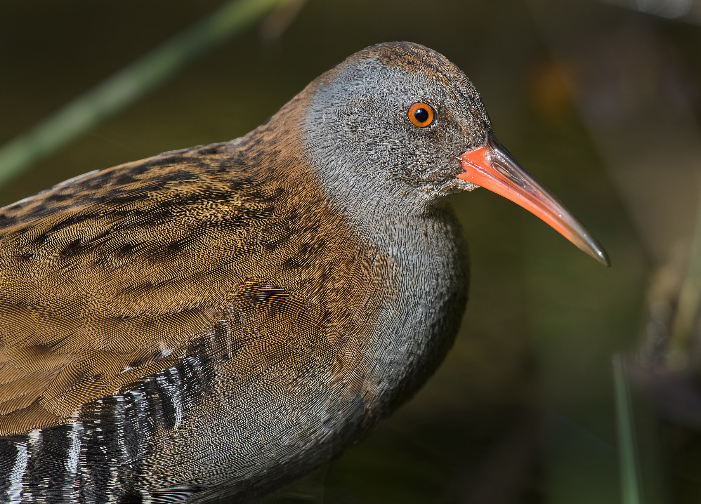 Water Rail