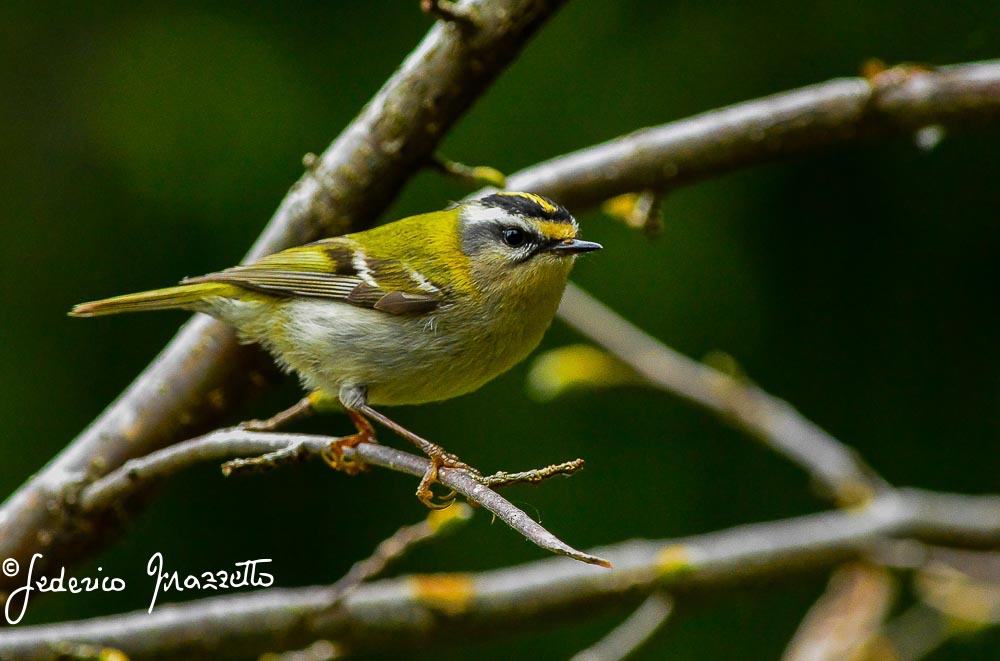 Firecrest
