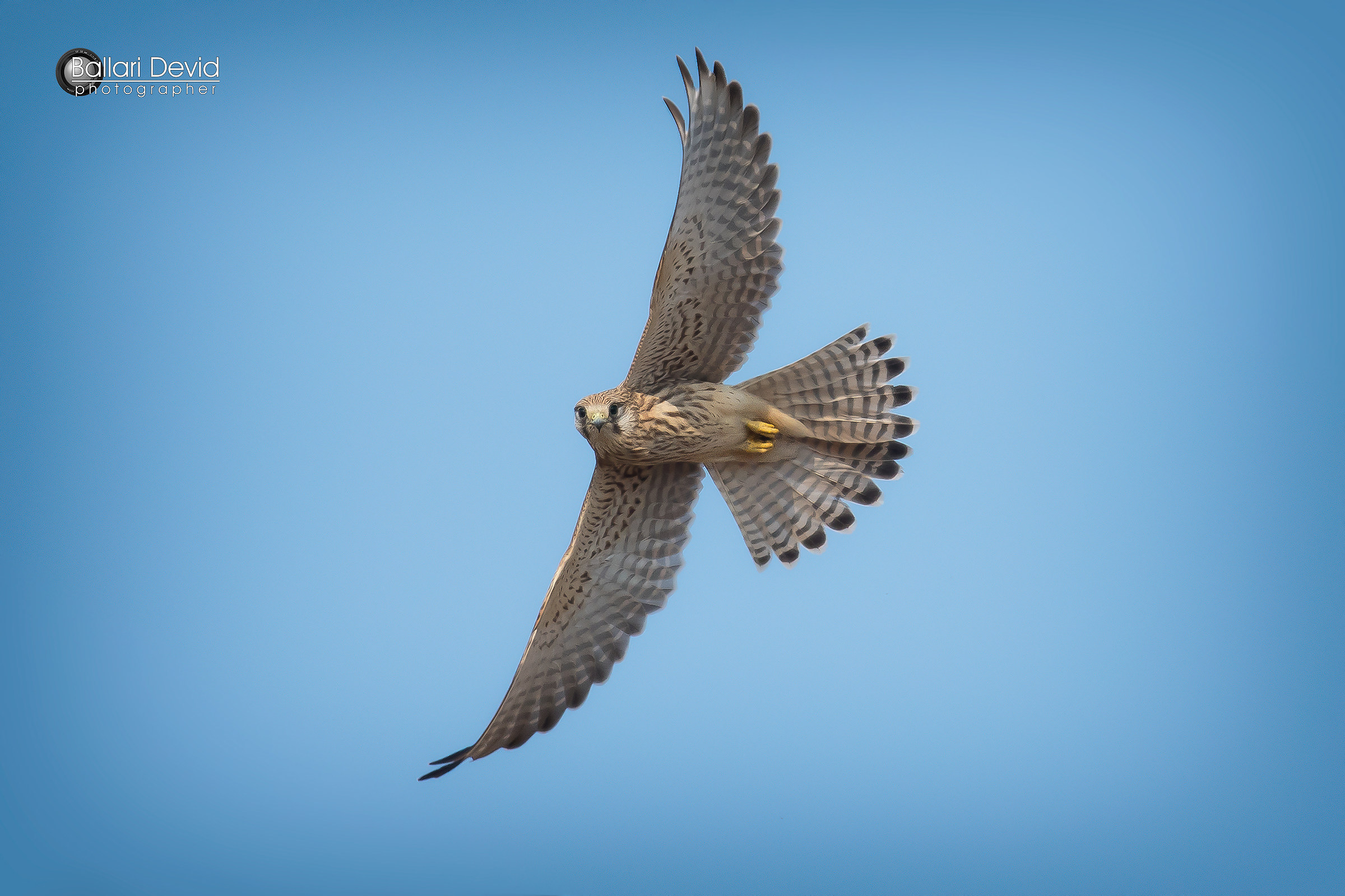 kestrel