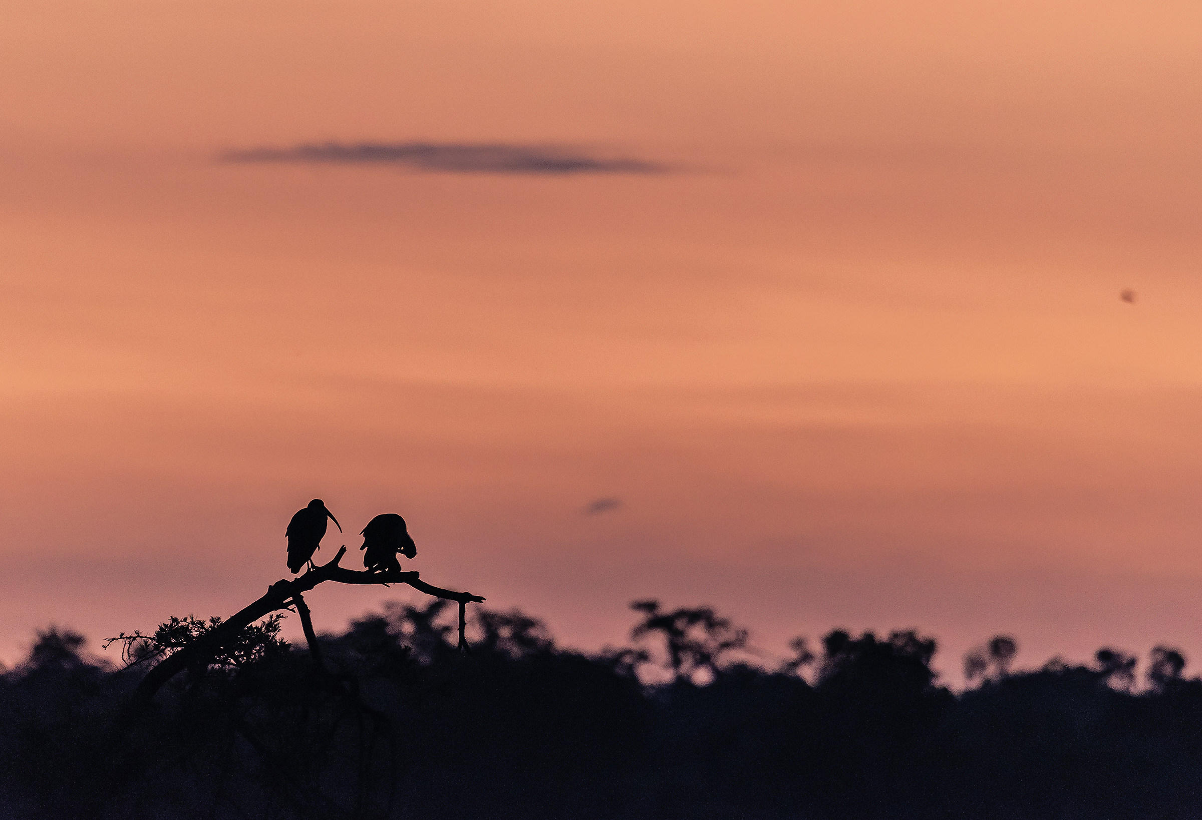 Ibis on Nile Victory