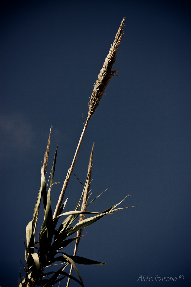 Canna di palude