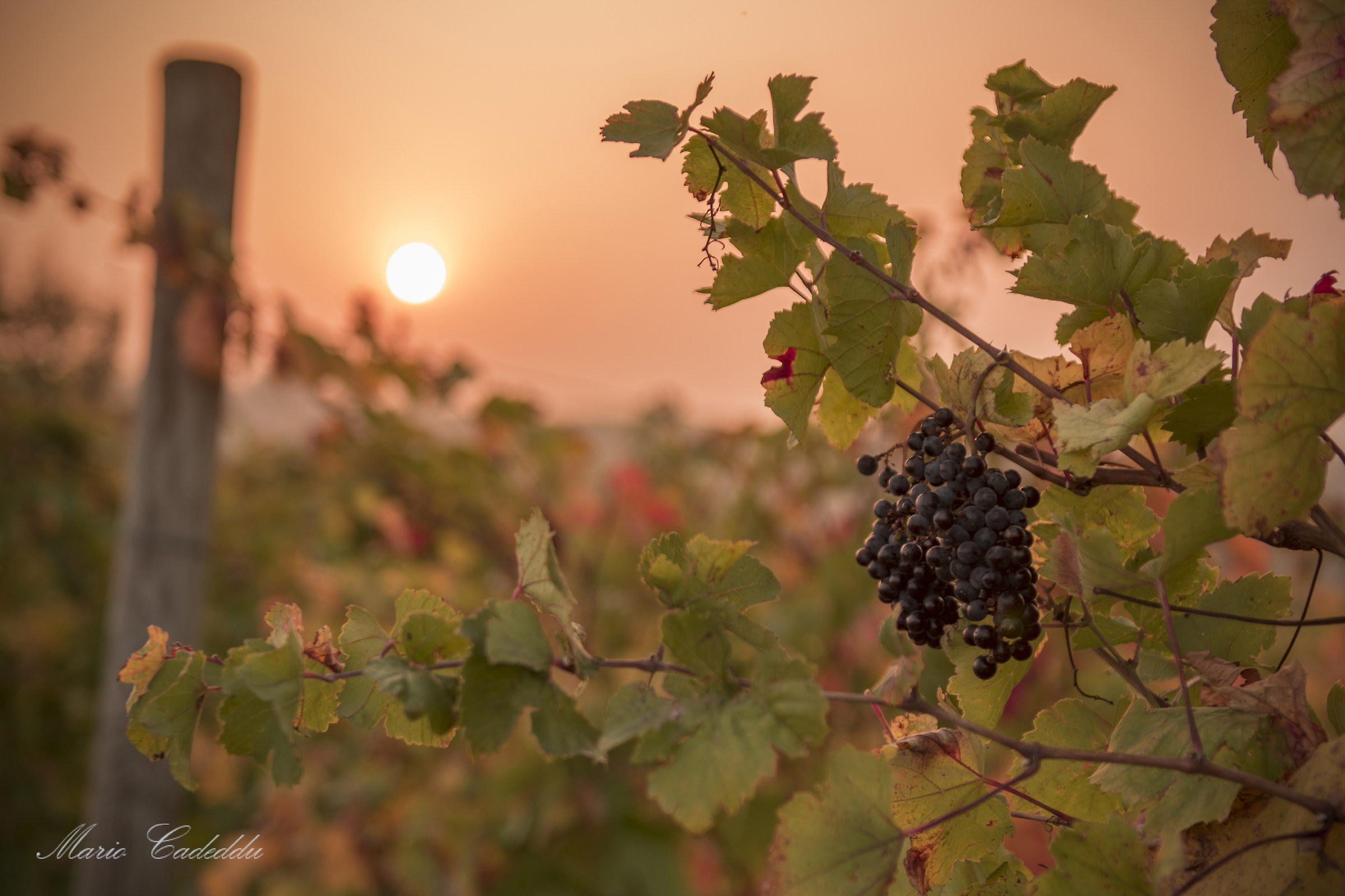 Autumn in vineyard ...
