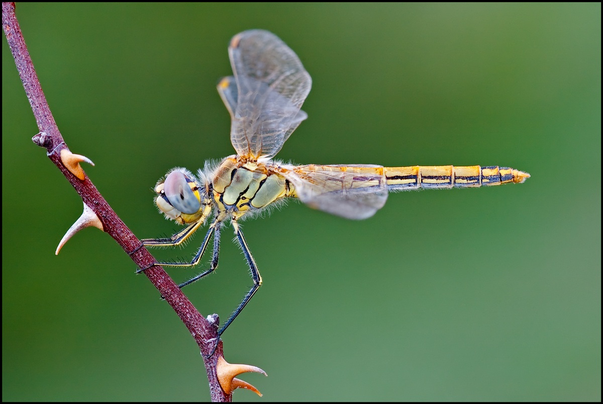 Dragonfly 01