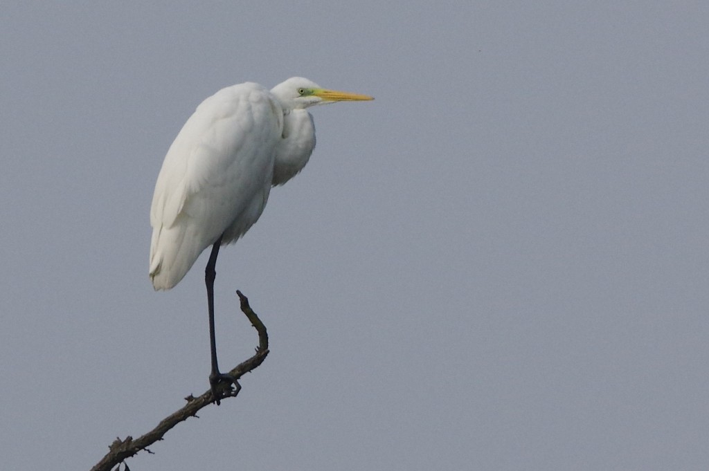 Airone bianco maggiore (Casmerodius alba)