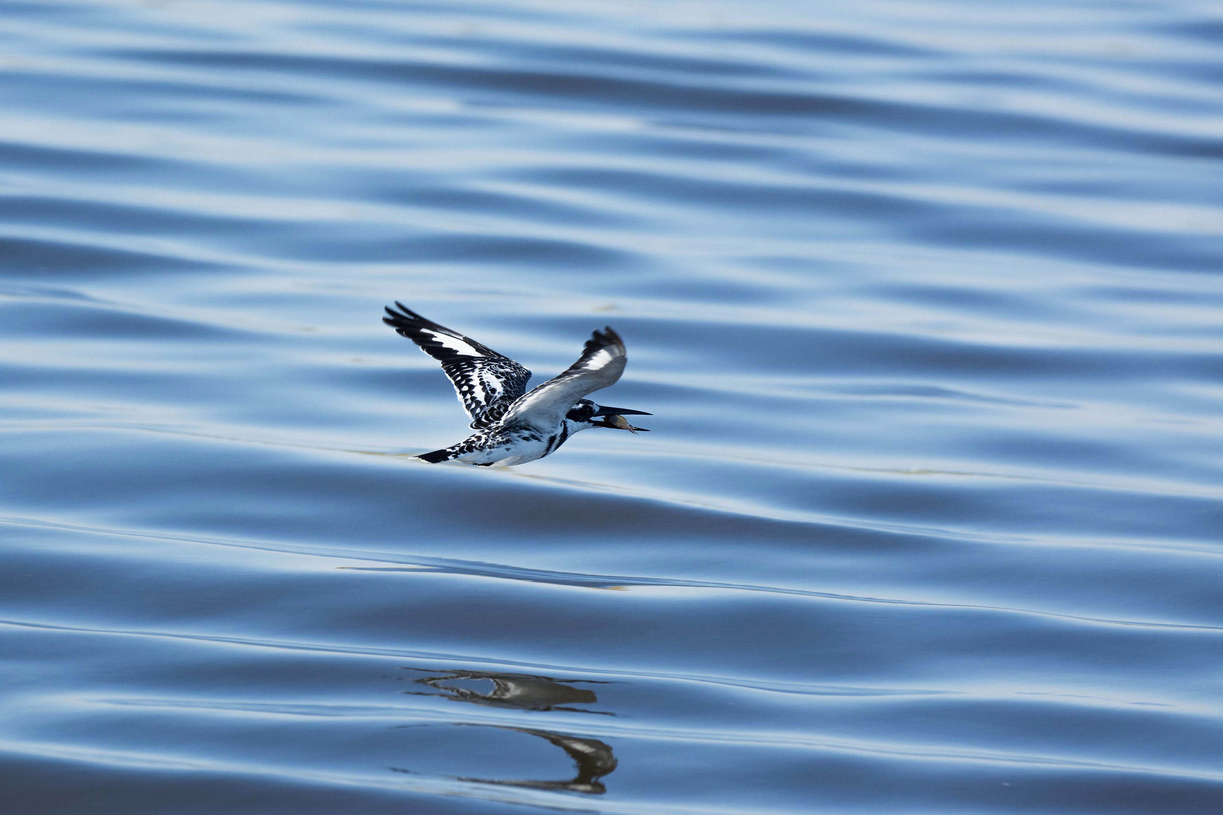Kingfisher e la cena