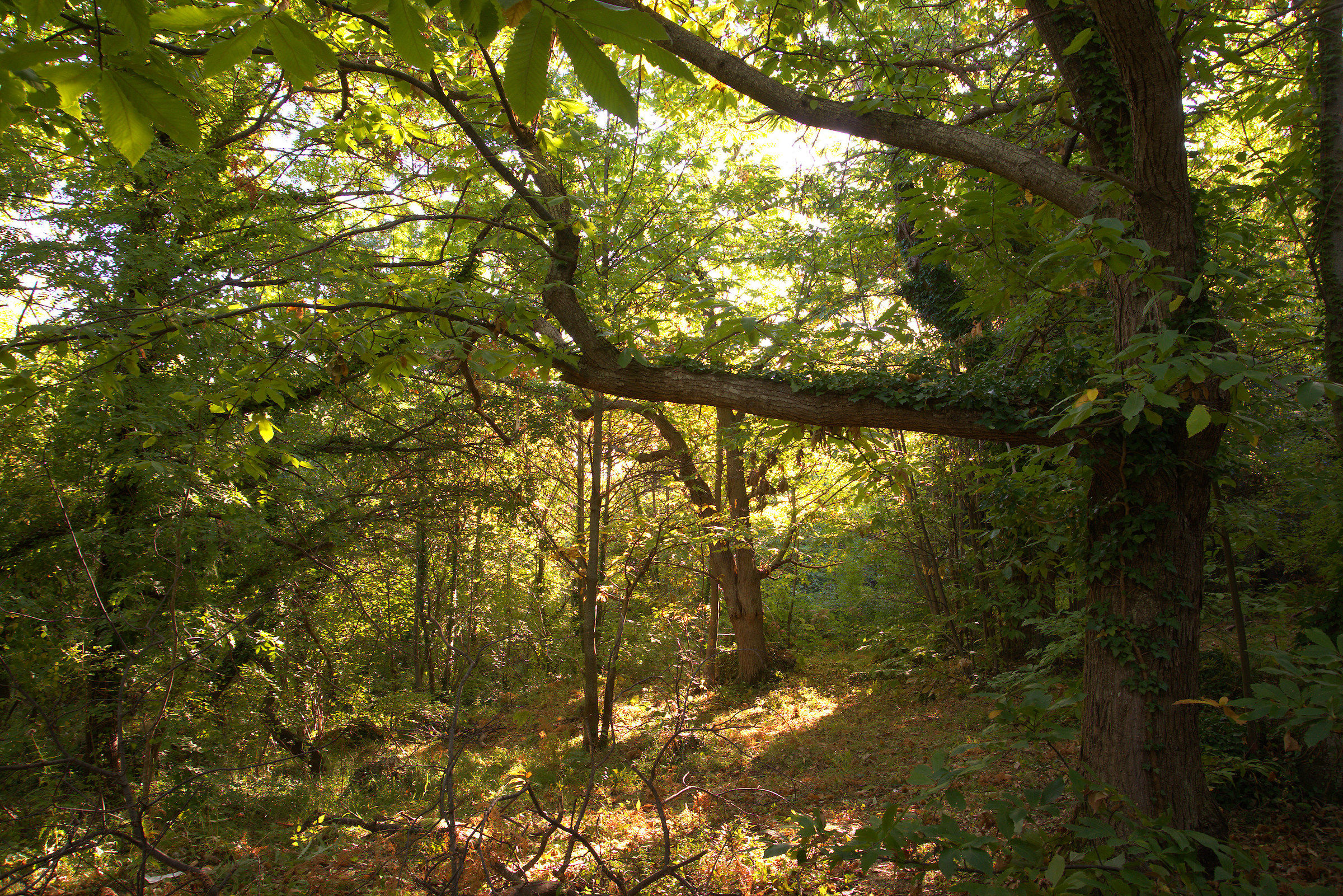 Castagneto di Piaggie