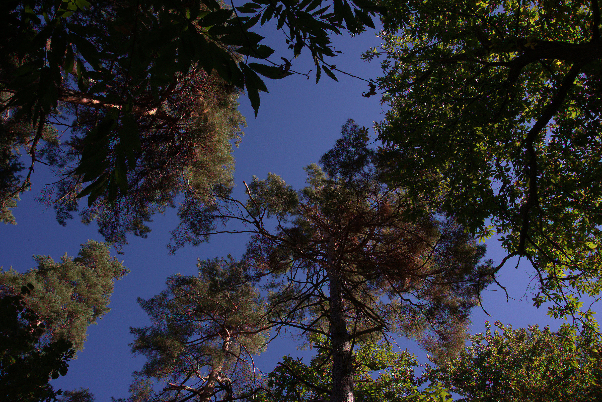 Castagneto di Piaggie