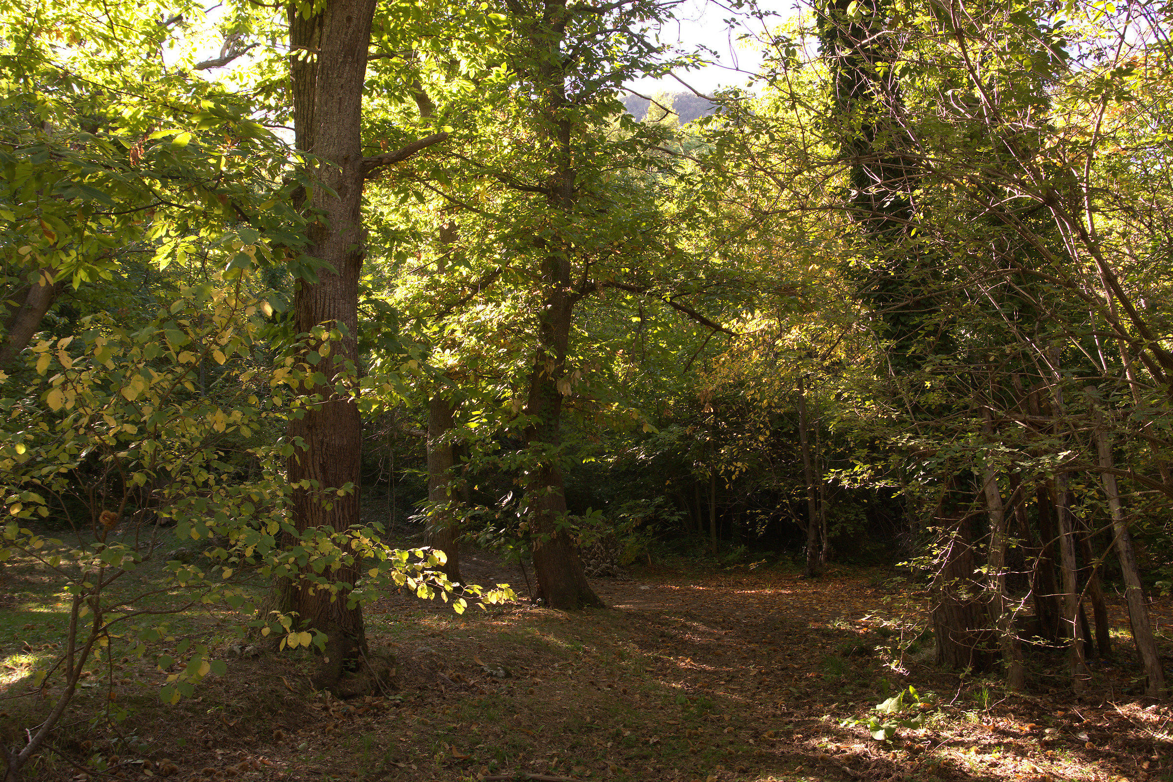 Castagneto di Piaggie