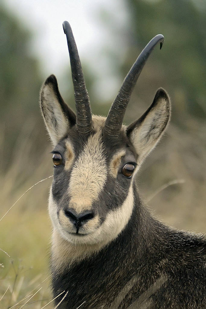 Ritratto di camoscio