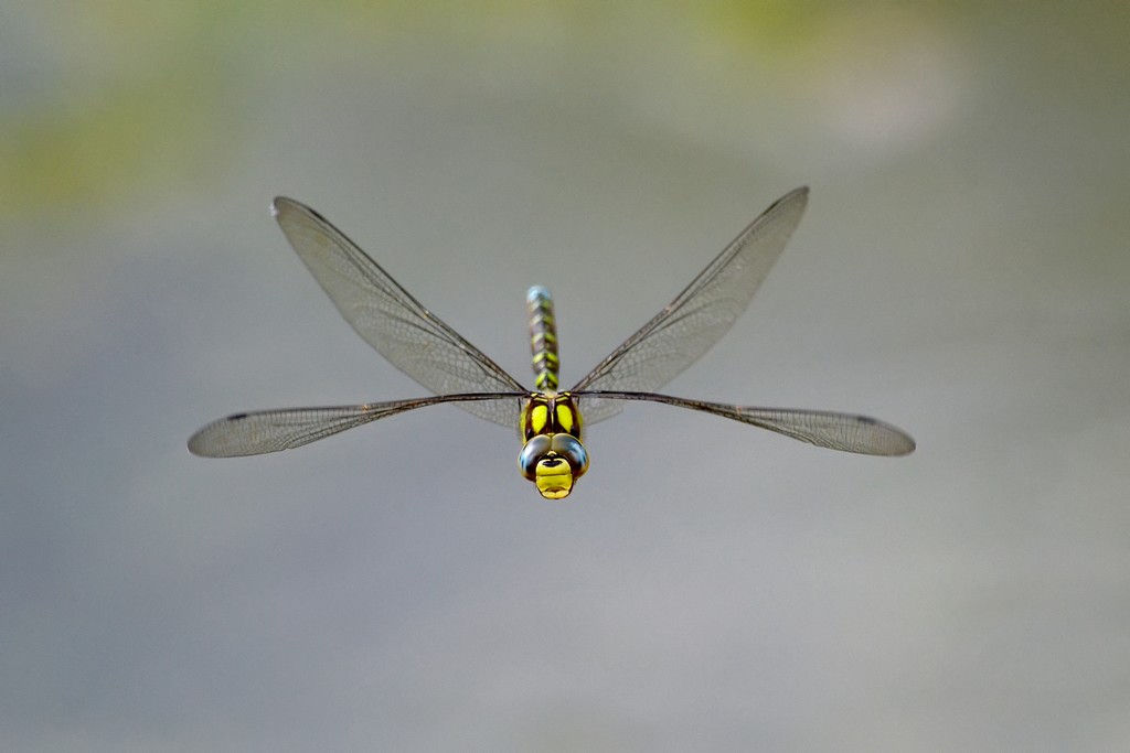 Libellula in volo